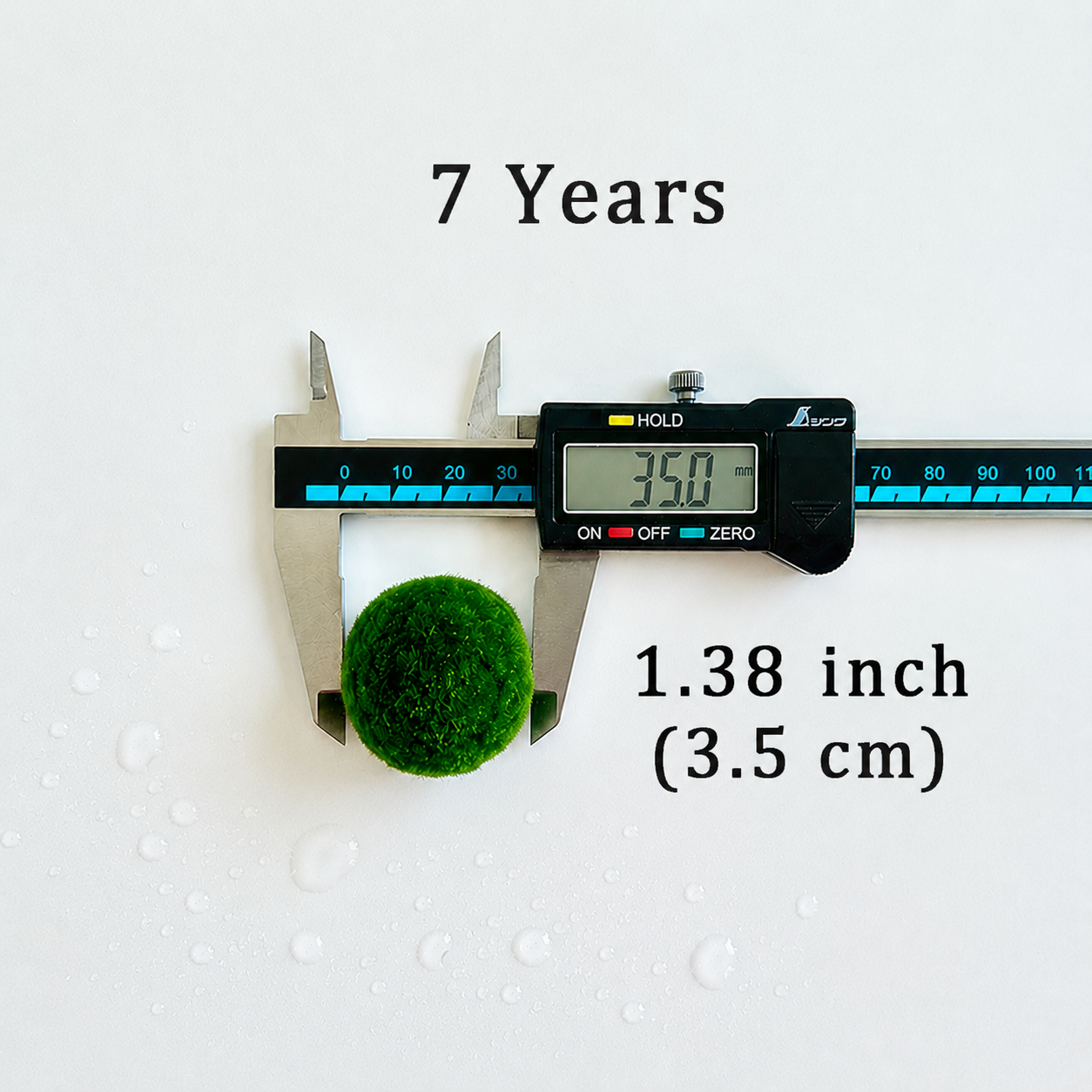 Sample Marimo Moss Balls Multiple Size - Authentic Japanese Moss Balls