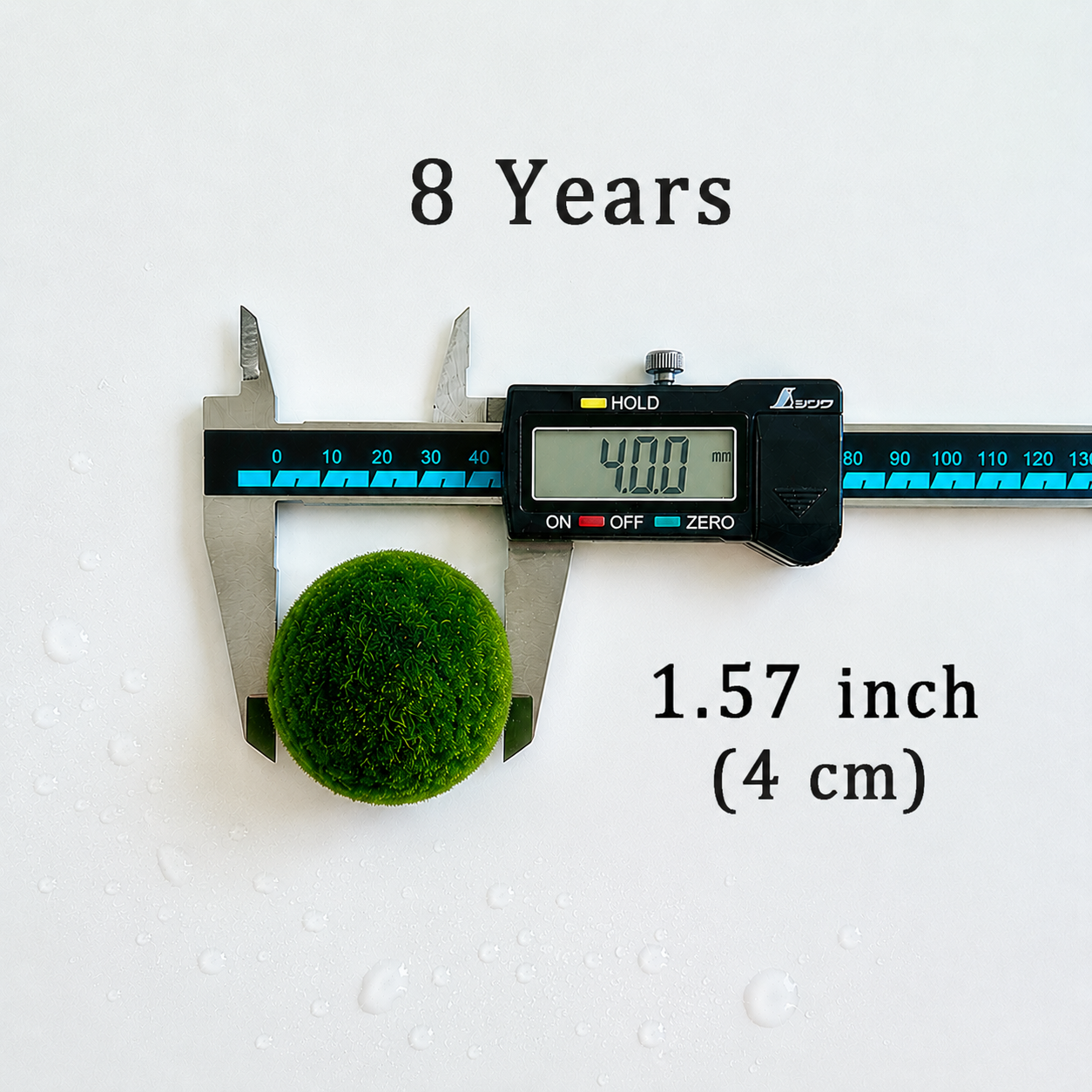 Sample Marimo Moss Balls Multiple Size - Authentic Japanese Moss Balls