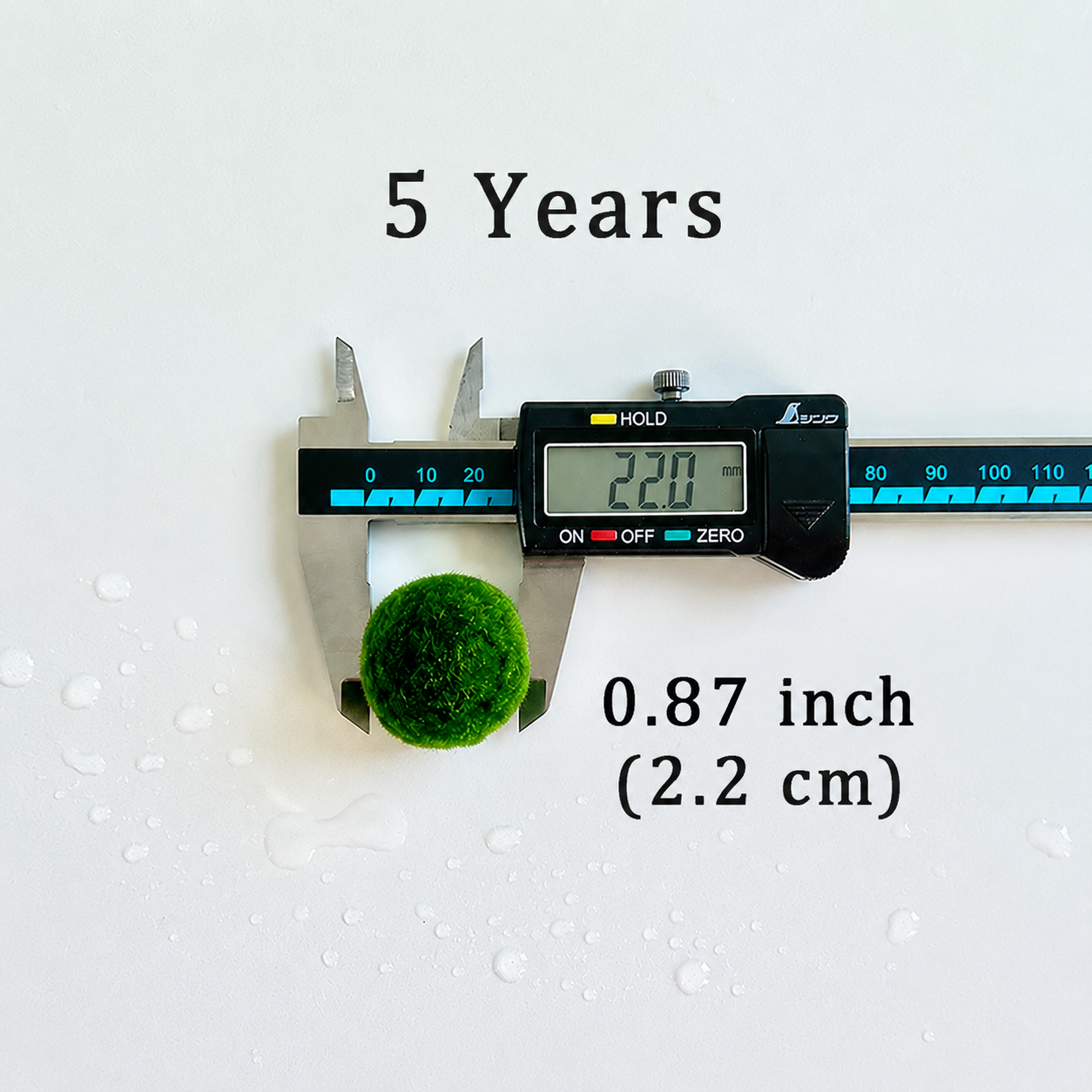 Sample Marimo Moss Balls Multiple Size - Authentic Japanese Moss Balls