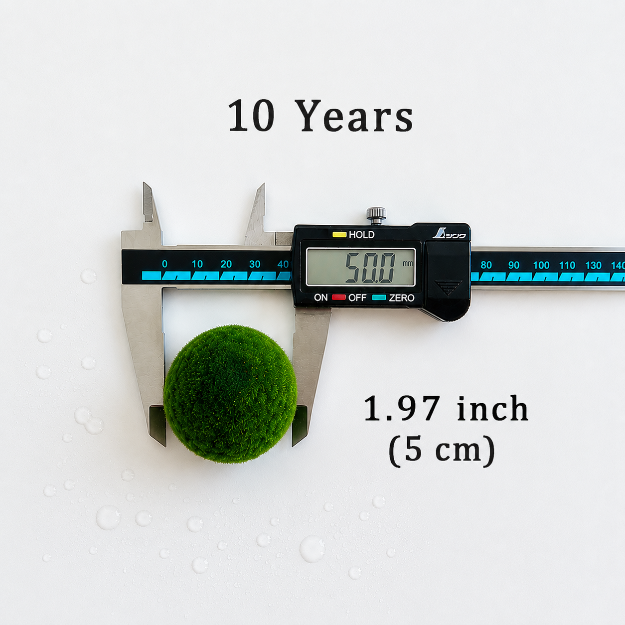 Sample Marimo Moss Balls Multiple Size - Authentic Japanese Moss Balls