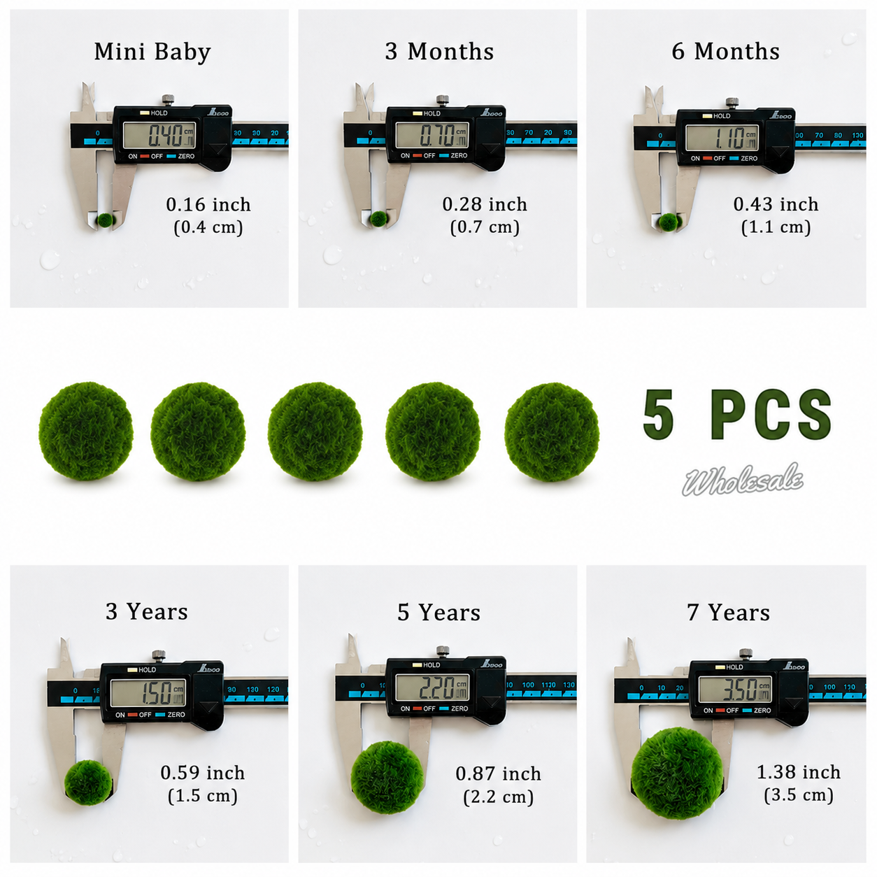 Marimo Moss Balls 6-12 Month 0.8-1.5cm Wholesale Discounted Price Bulk Sell