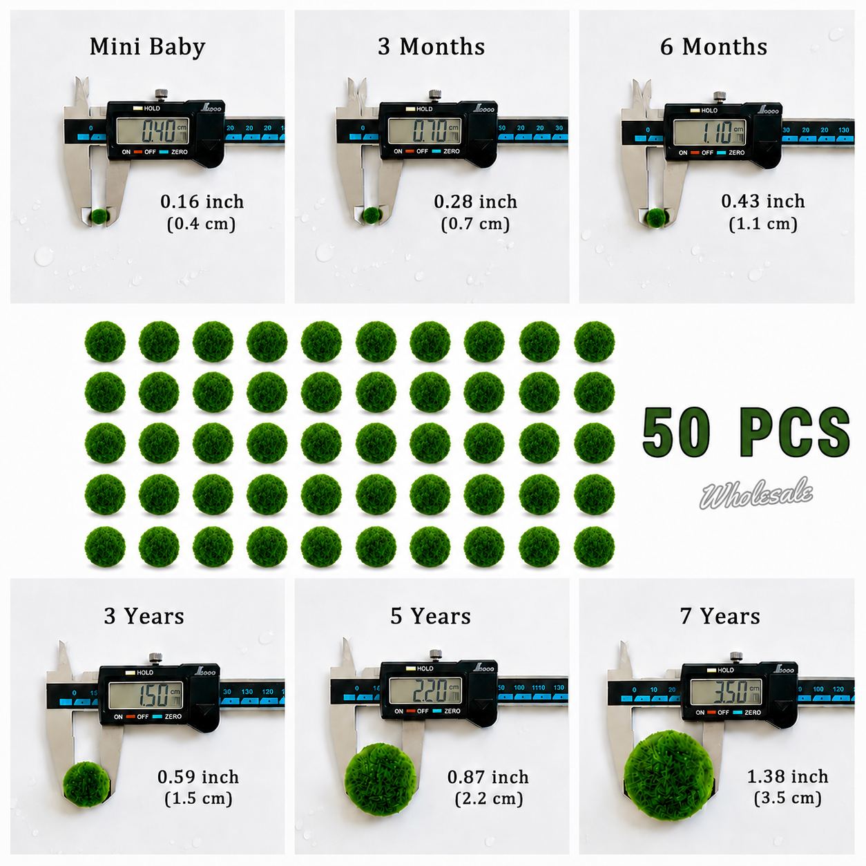 Marimo Moss Balls For Aquarium 3 Month 0.5-0.8cm  Wholesale Discounted Price Bulk Sell Japanese Authentic Marimo