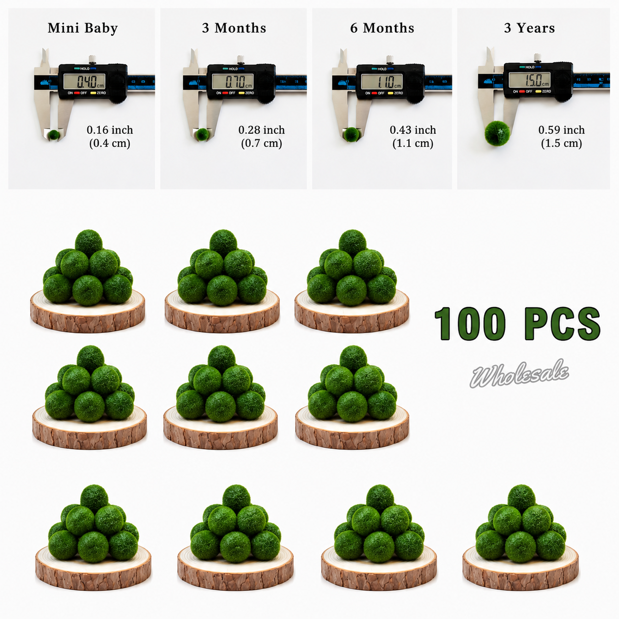 Marimo Moss Balls 6-12 Month 0.8-1.5cm Wholesale Discounted Price Bulk Sell