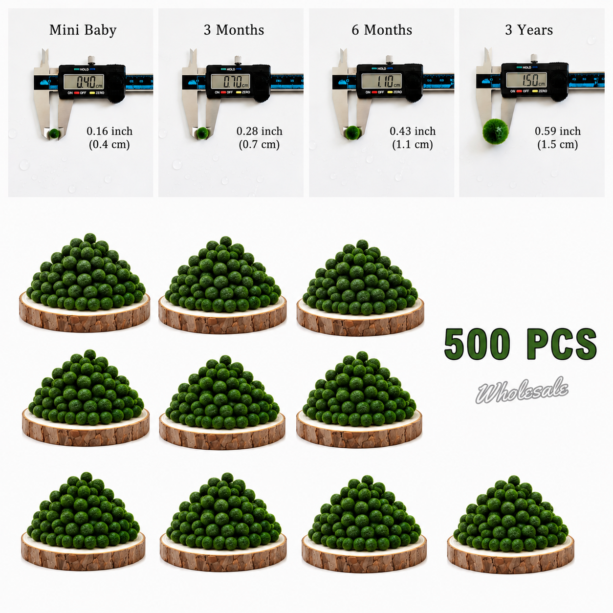 Marimo Moss Balls For Aquarium 3 Month 0.5-0.8cm  Wholesale Discounted Price Bulk Sell Japanese Authentic Marimo