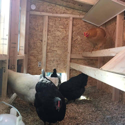 Medium Chicken Coop - Up to 10 Chickens