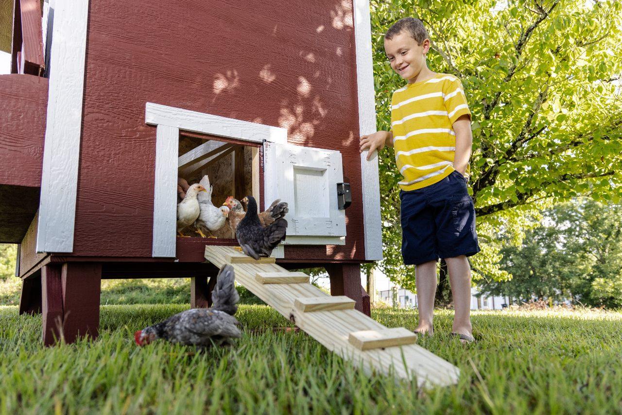 Large Chicken Coop - Up to 15 Chickens