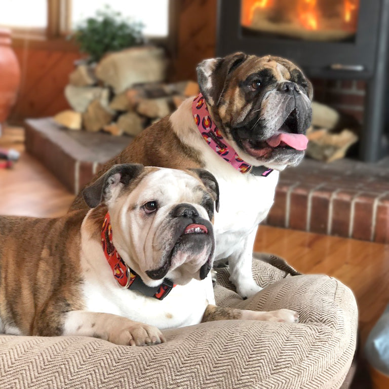 Colorado and Texas Dog Collars, Leads, and Bows - 6 Styles