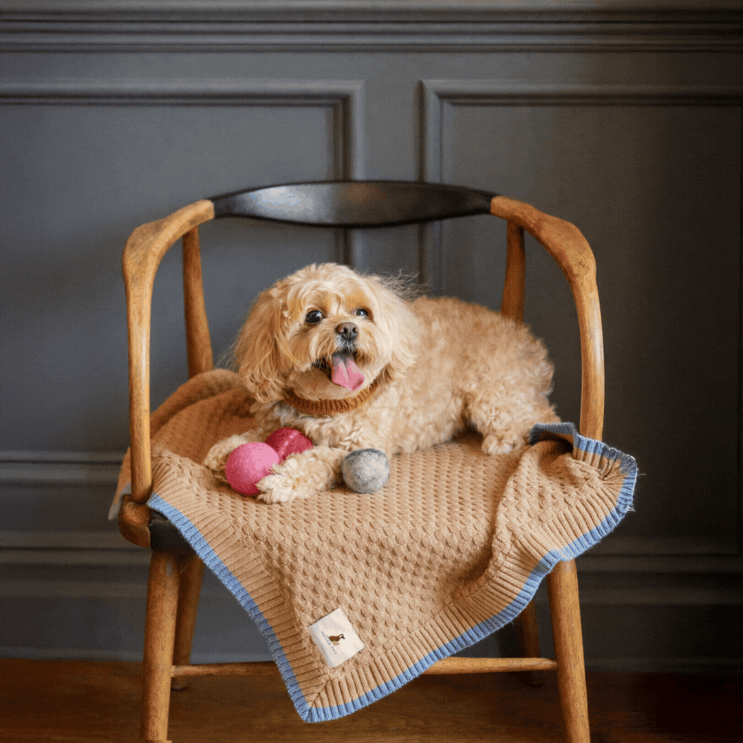 Nooee Pet Wool Toy Ball Set (5 cm)