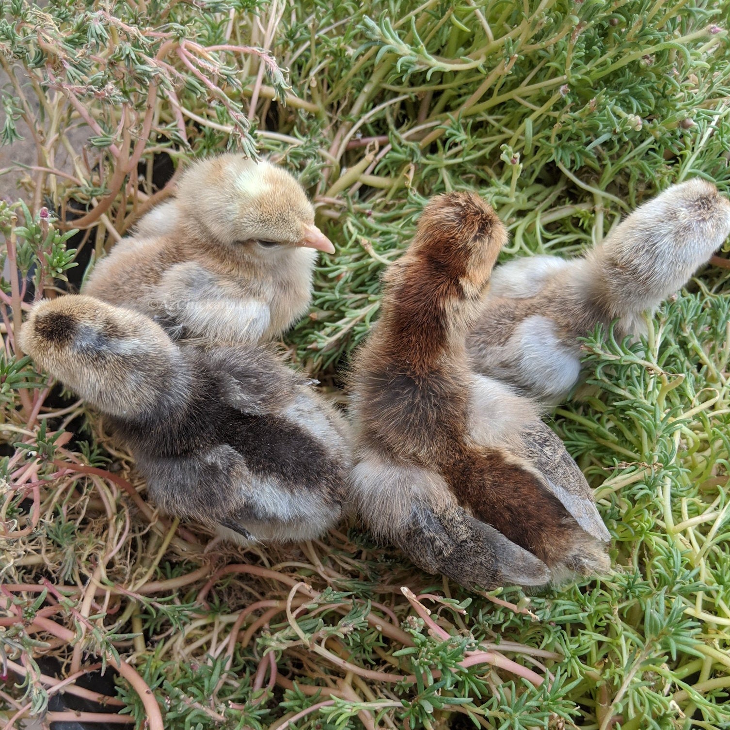 Creme Legbar Chicks – Buy 6 + 4 Bonus Free (10 Females Total, Shipping Included)
