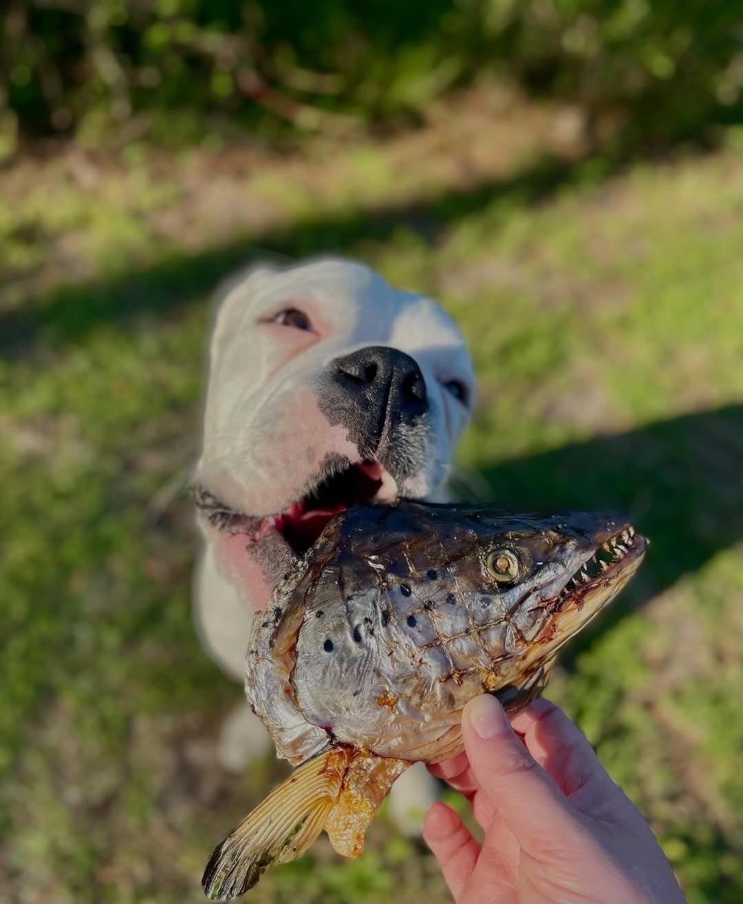 Salmon Head (2 Halves)