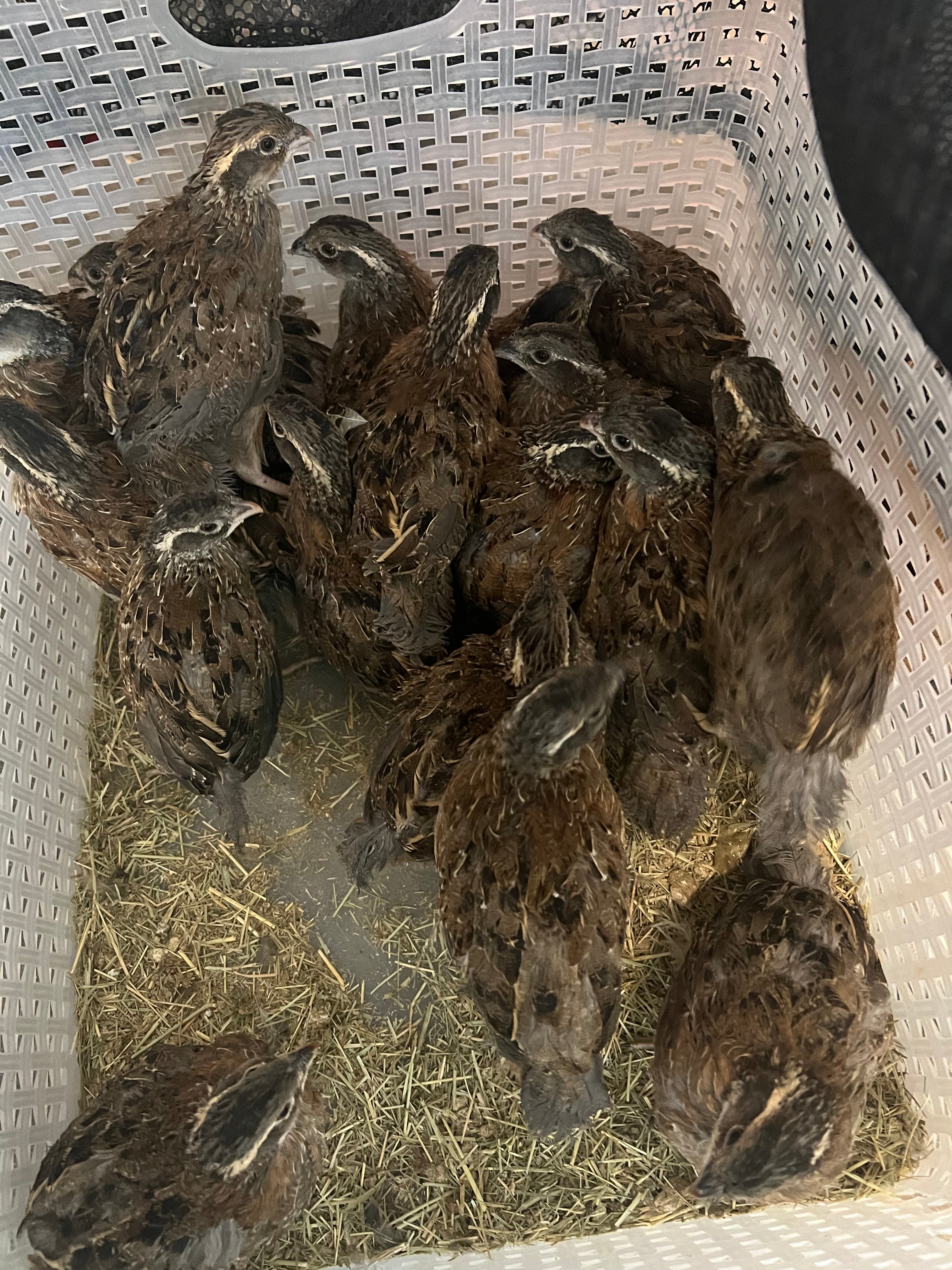 Georgia Giant Quail Hatching Eggs
