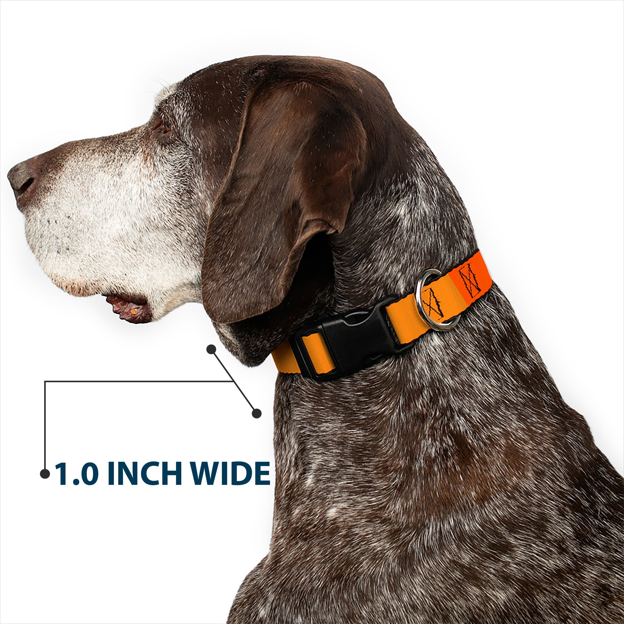 Plastic Clip Collar - Summer Essentials Color Block 2
