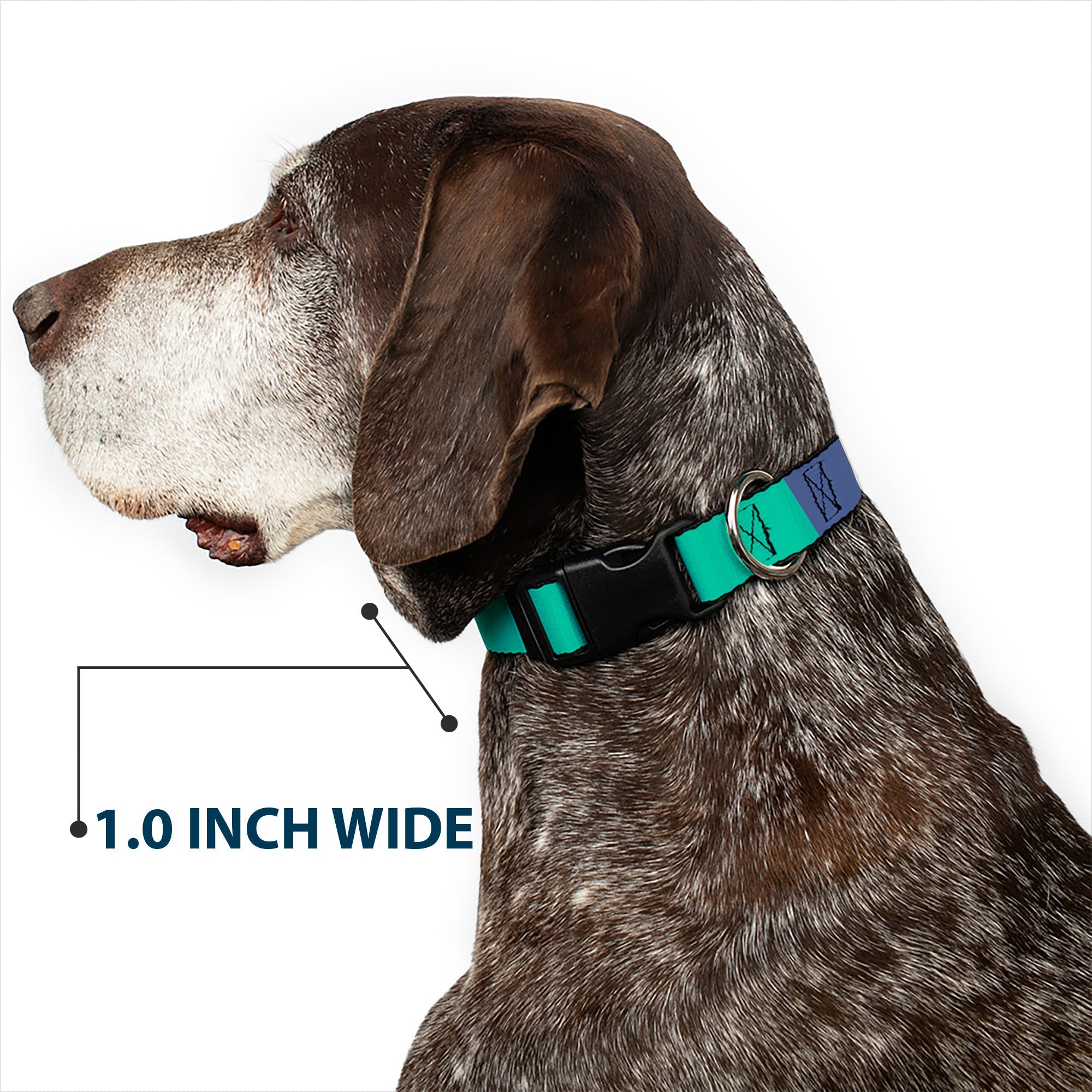 Plastic Clip Collar - Summer Essentials Color Block 3