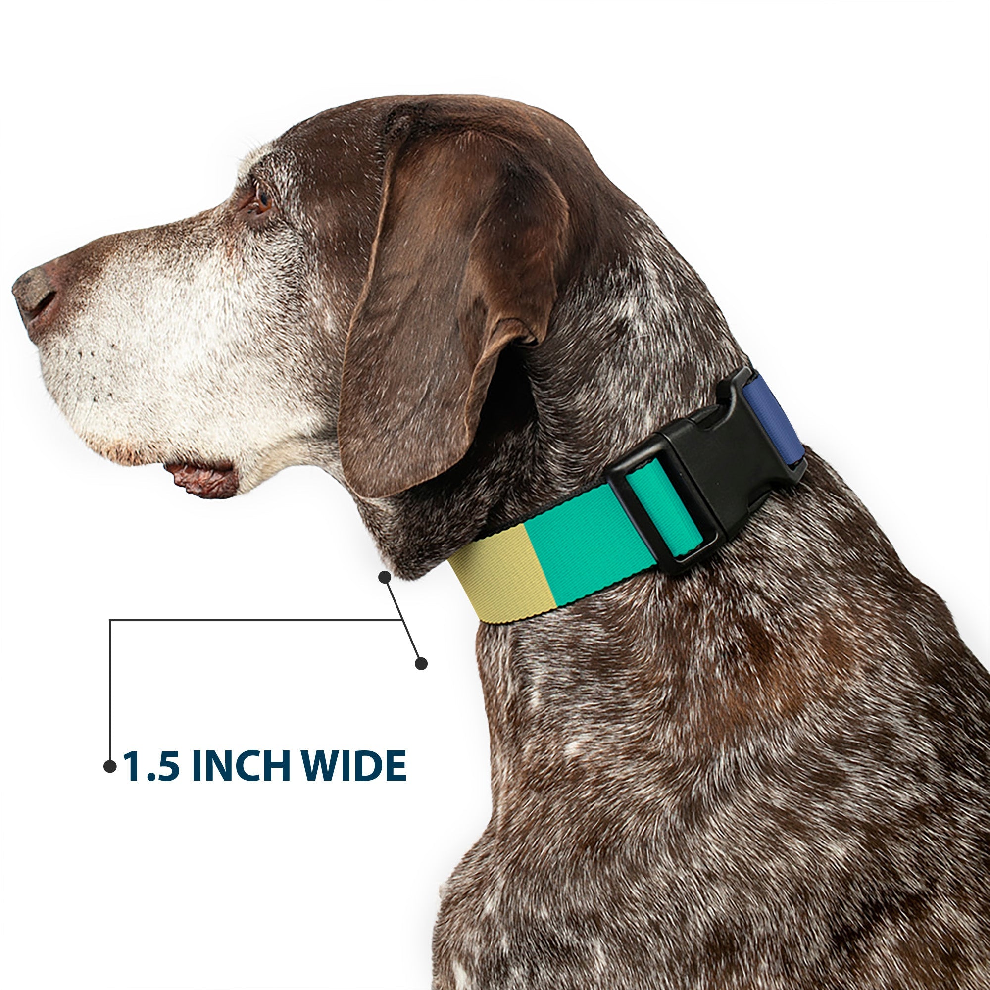 Plastic Clip Collar - Summer Essentials Color Block 3