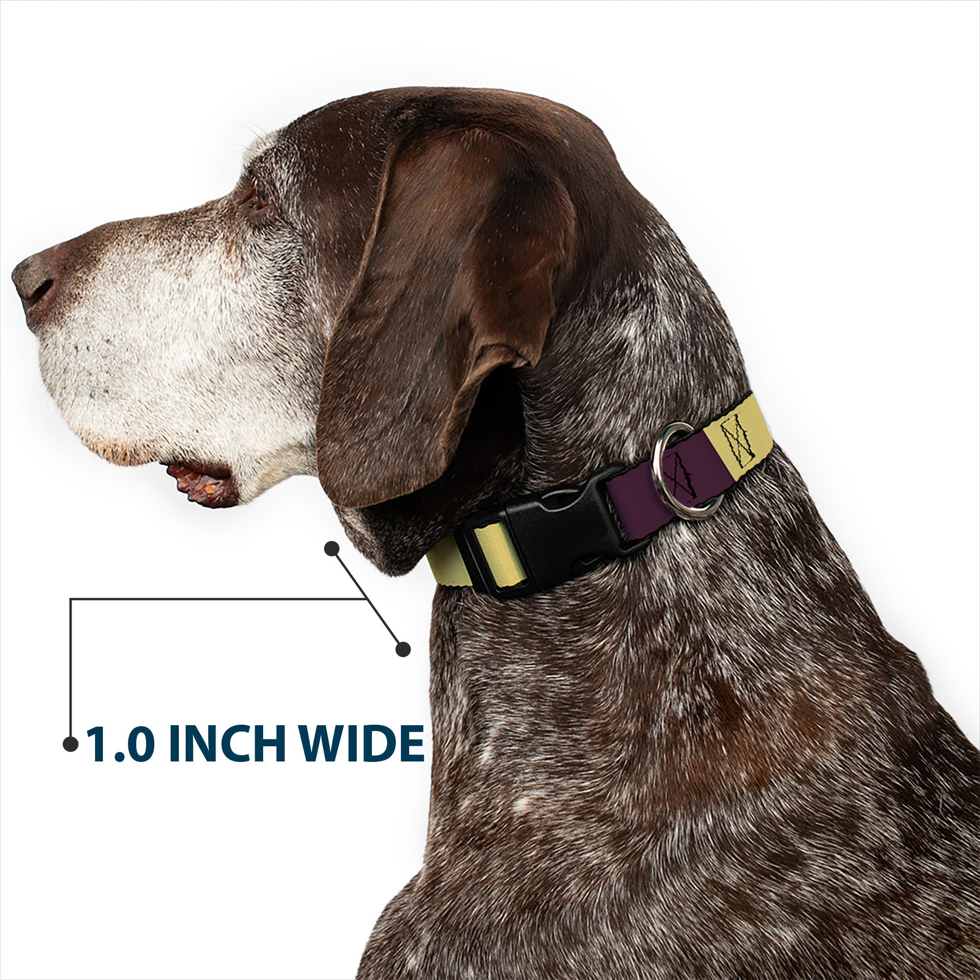 Plastic Clip Collar - Summer Essentials Color Block 5