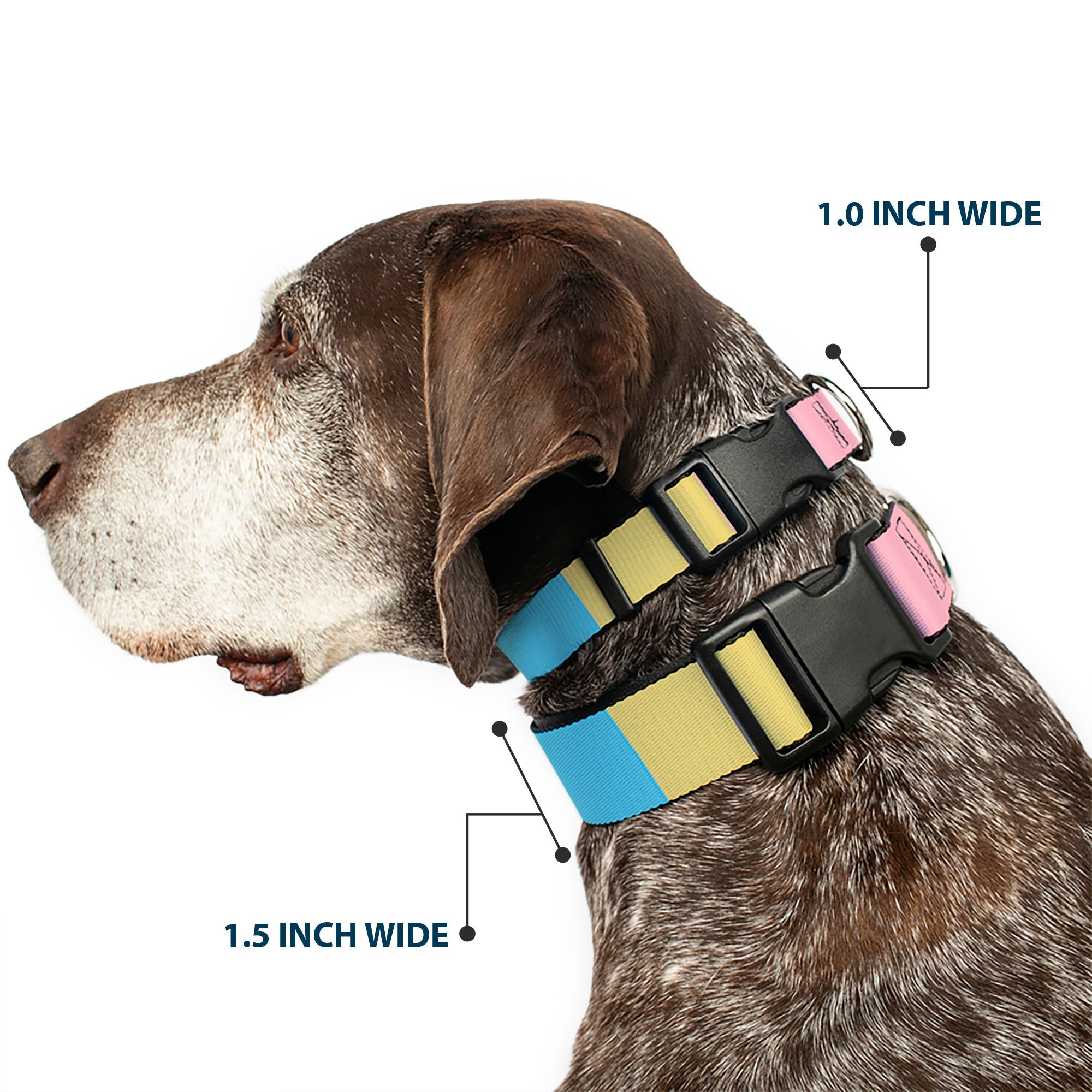 Plastic Clip Collar - Summer Essentials Color Block 6