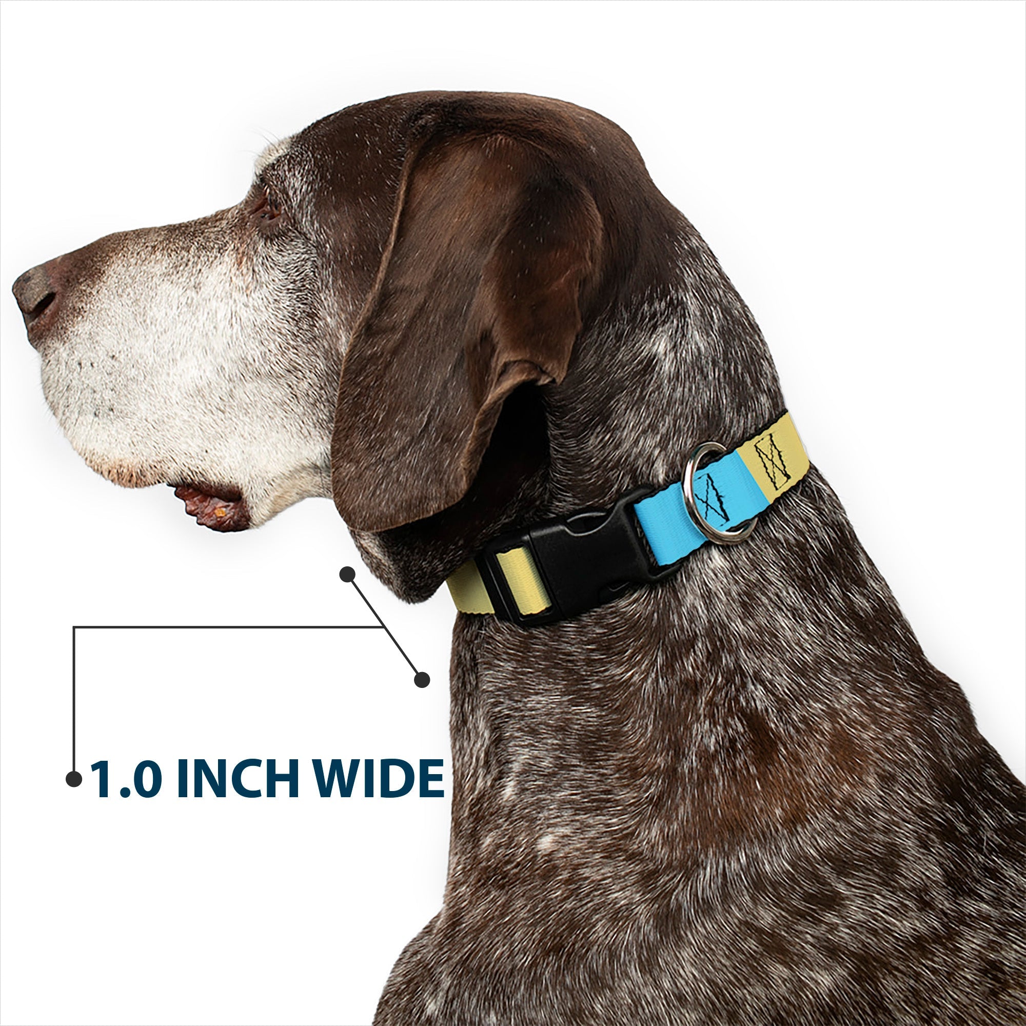 Plastic Clip Collar - Summer Essentials Color Block 6
