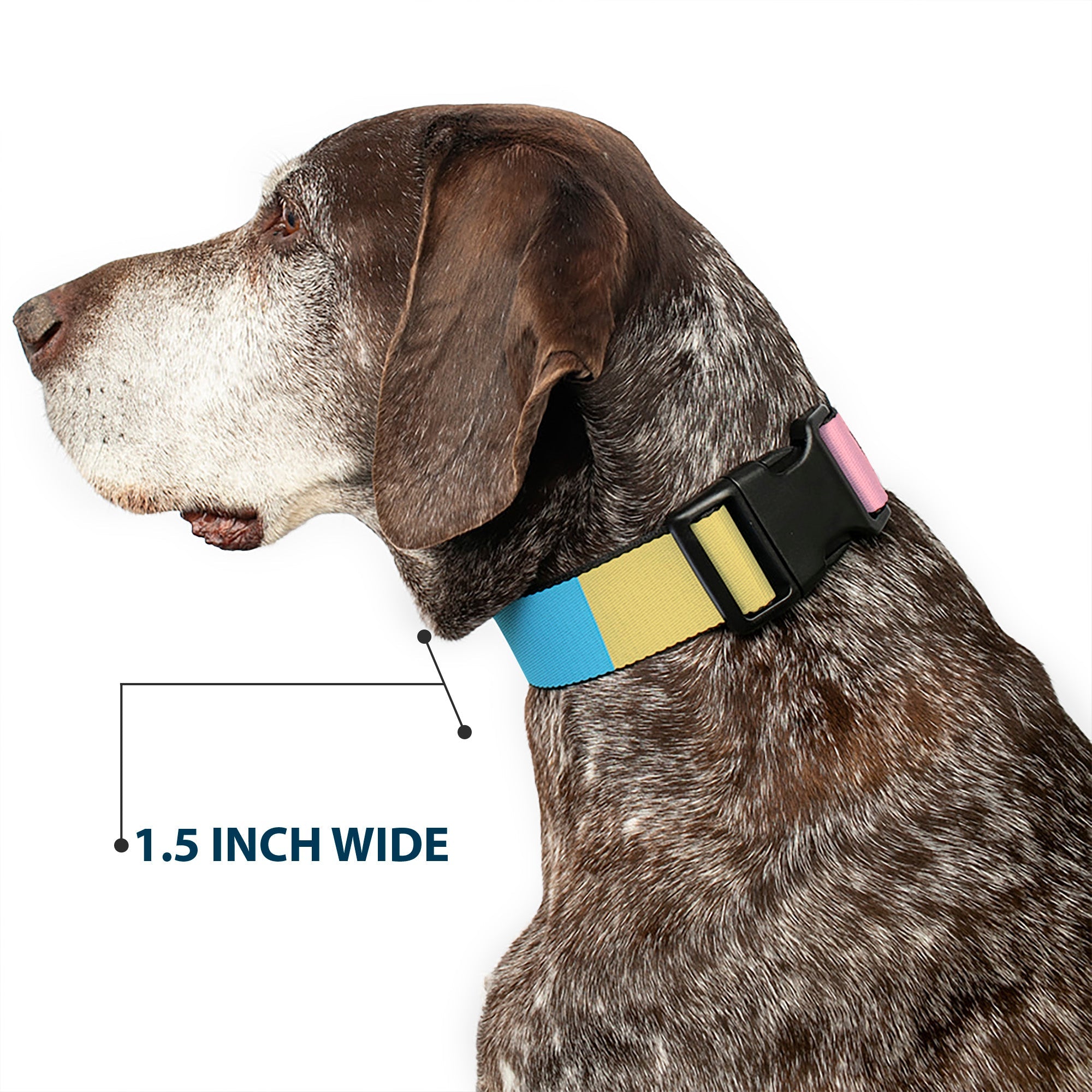Plastic Clip Collar - Summer Essentials Color Block 6