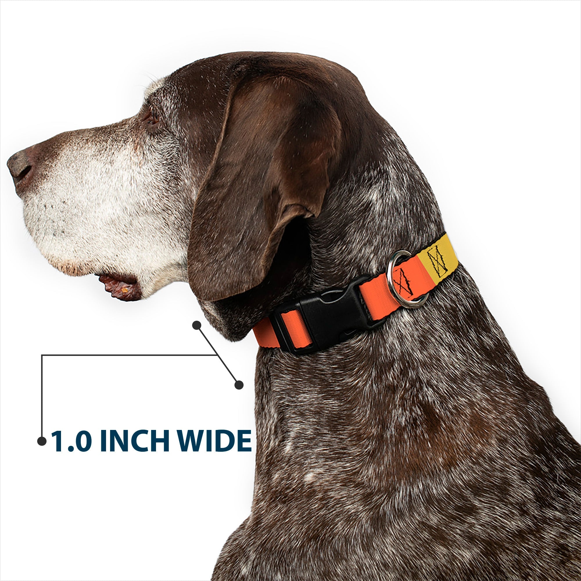 Plastic Clip Collar - Summer Essentials Color Block 9