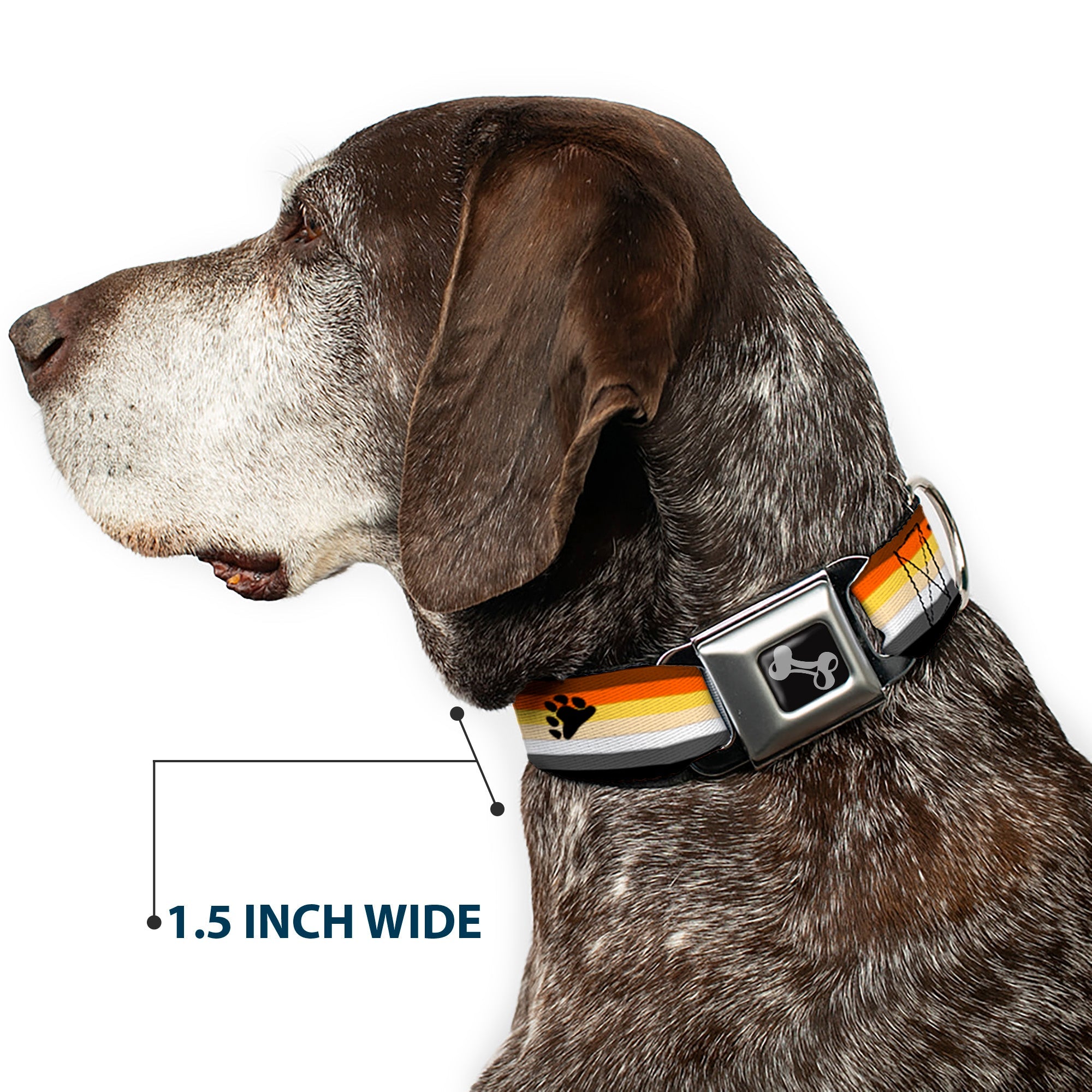 Dog Bone Black/Silver Seatbelt Buckle Collar - Flag Bear Pride2 Black/Brown/Orange/Yellow/Tan/White/Gray/Black