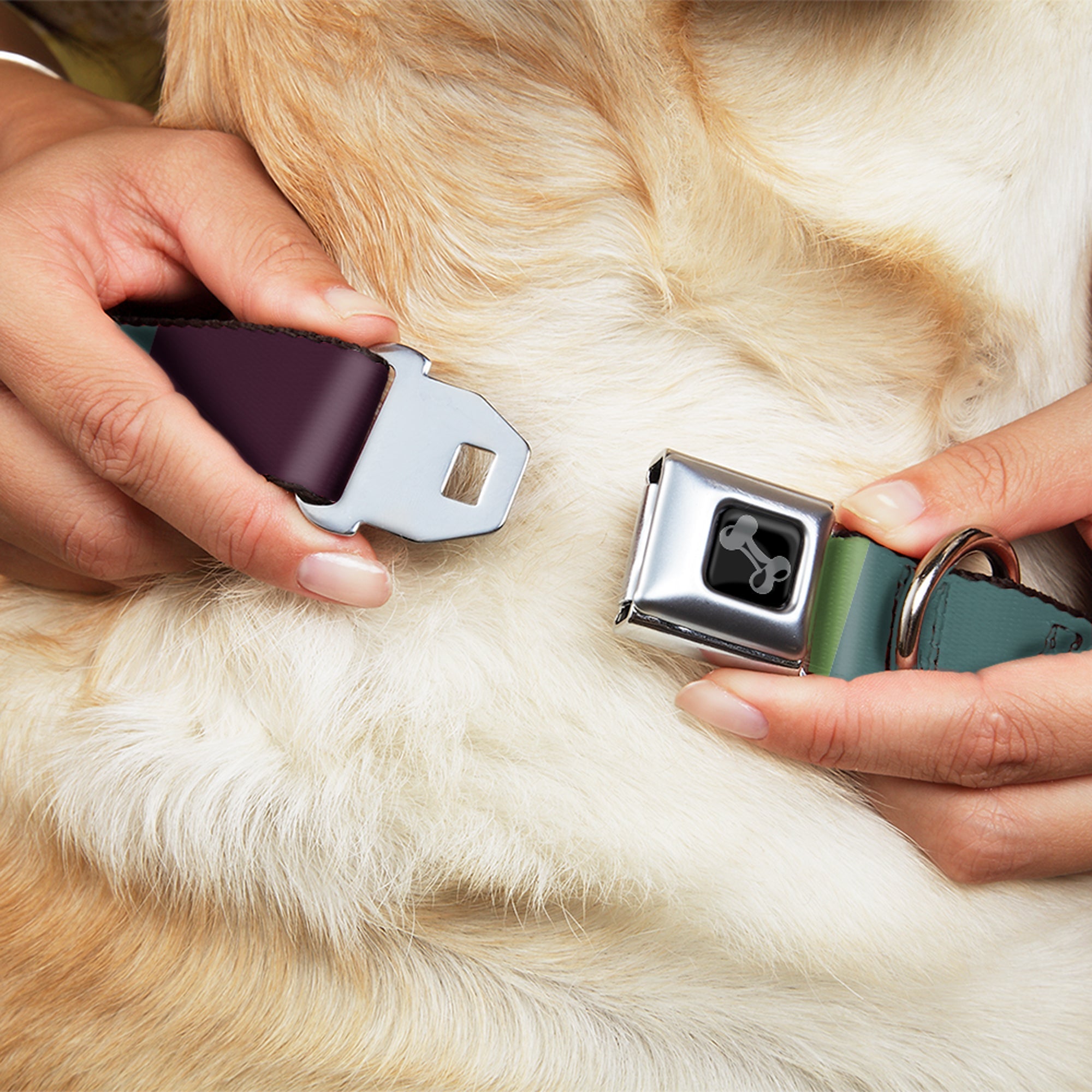 Dog Bone Black/Silver Seatbelt Buckle Collar - Summer Essentials Color Block 5