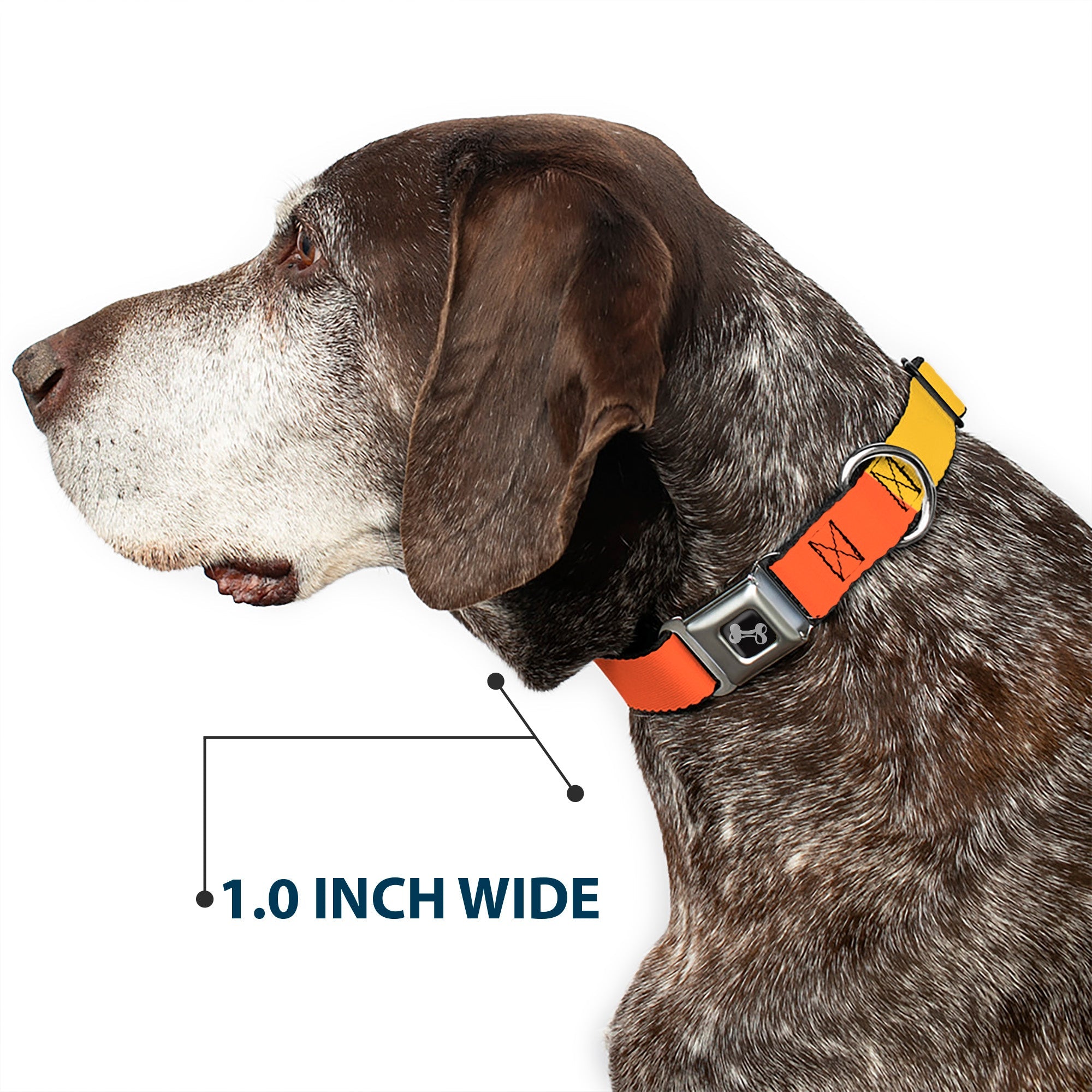 Dog Bone Black/Silver Seatbelt Buckle Collar - Summer Essentials Color Block 9