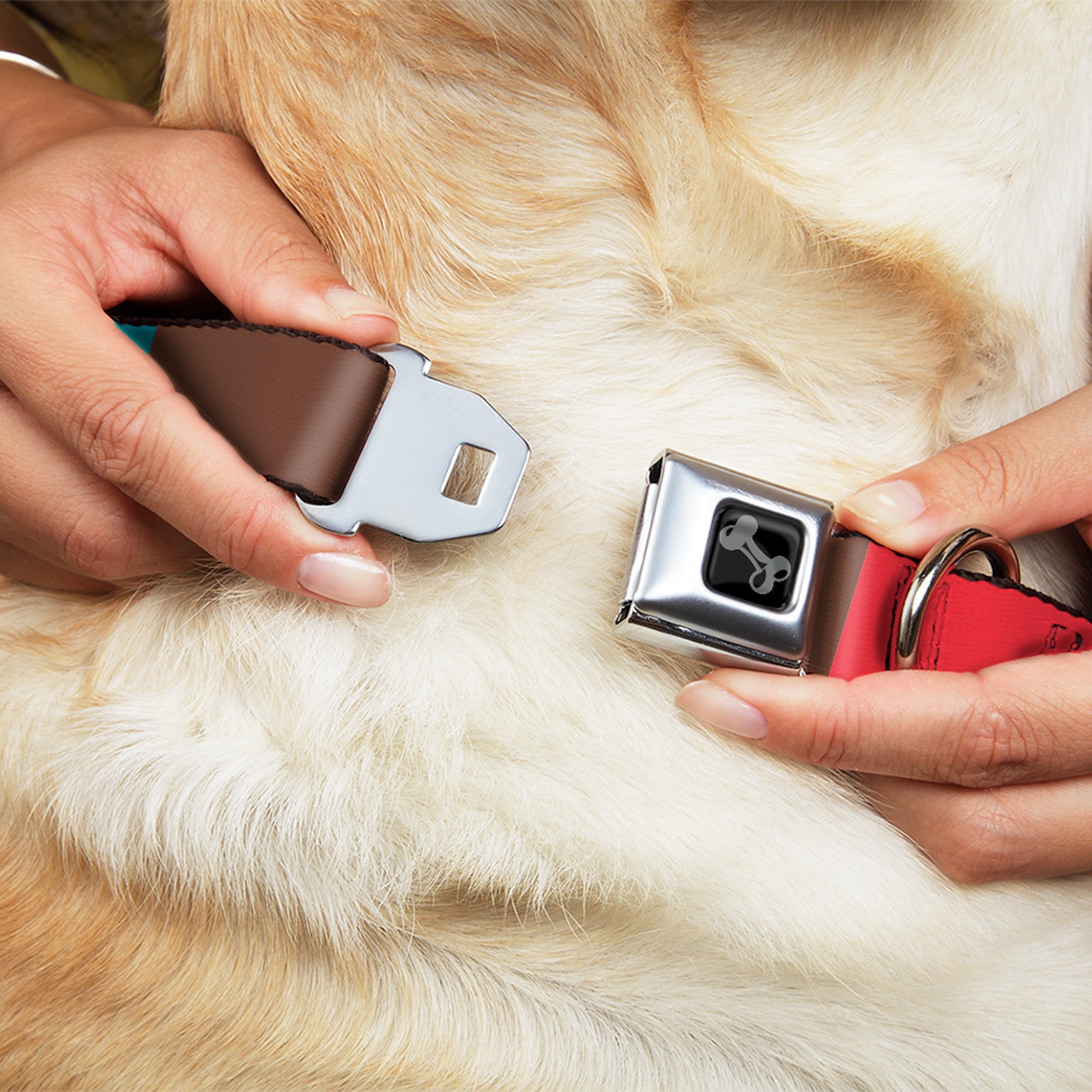 Dog Bone Black/Silver Seatbelt Buckle Collar - Summer Essentials Color Block 9
