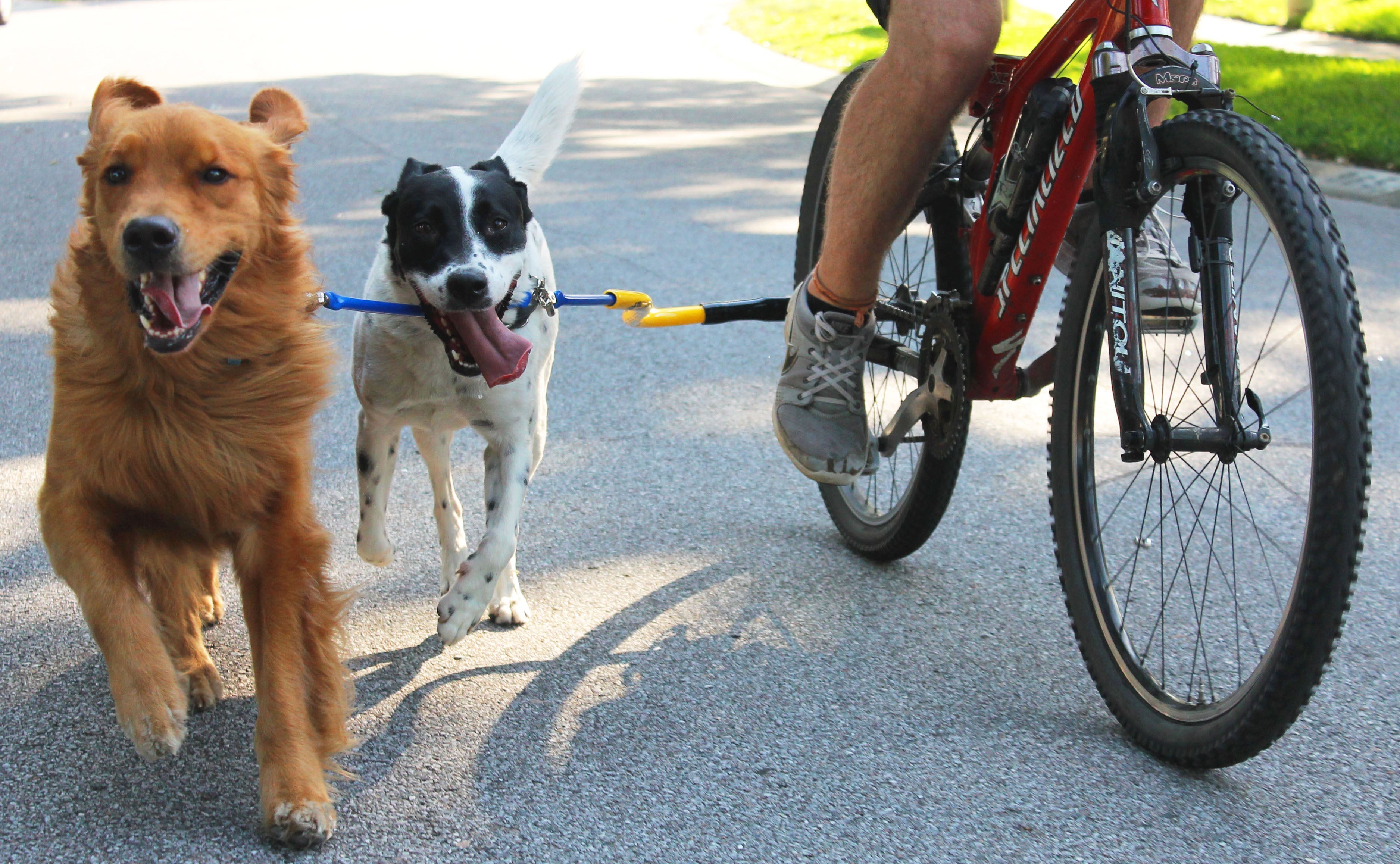 Dog Coupler for Biking and Walking