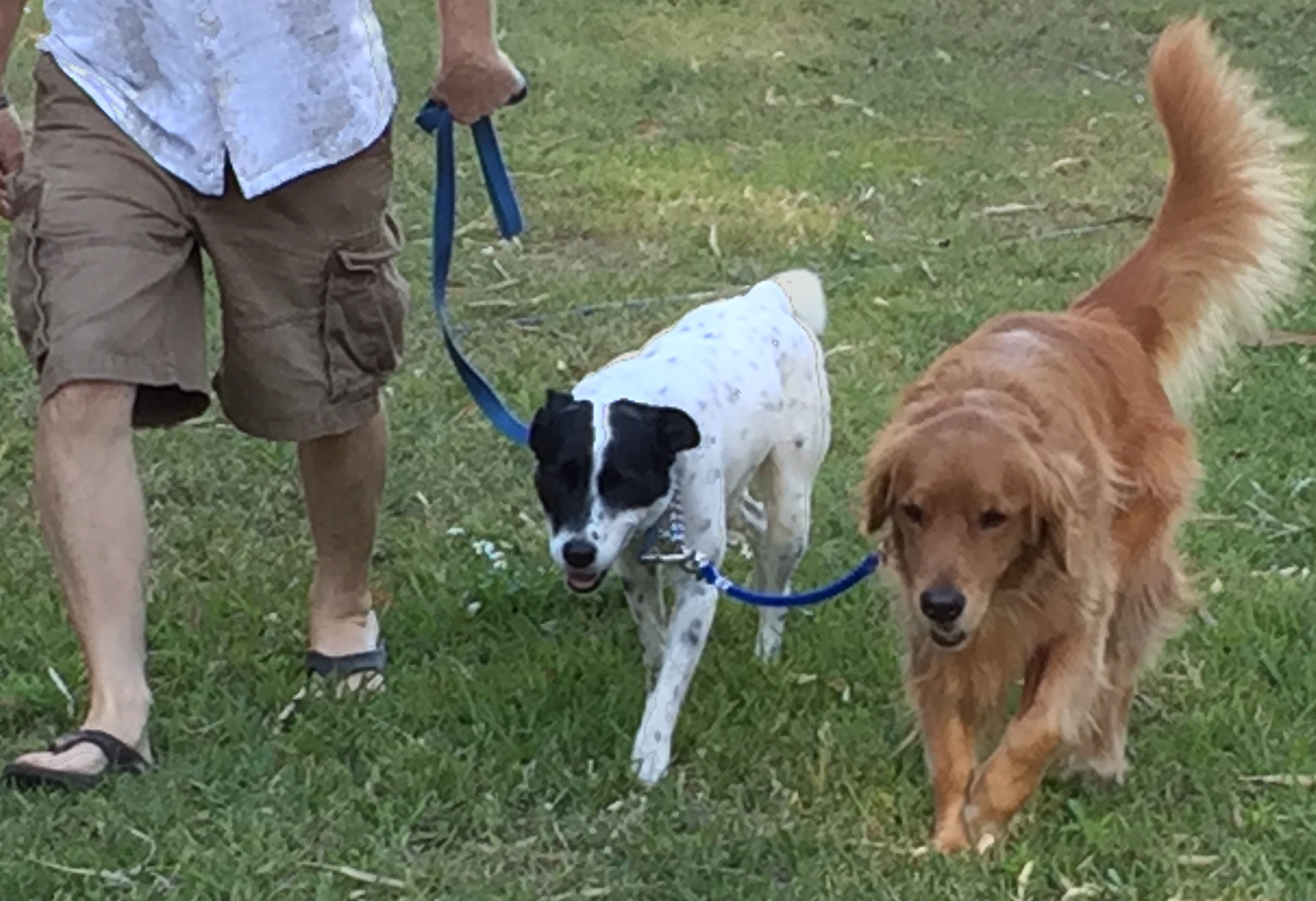 Dog Coupler for Biking and Walking