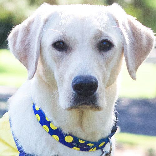 Walk-e-Woo Polka Dot Dog Collars, Leads, and Bows on Blue - 5 Styles