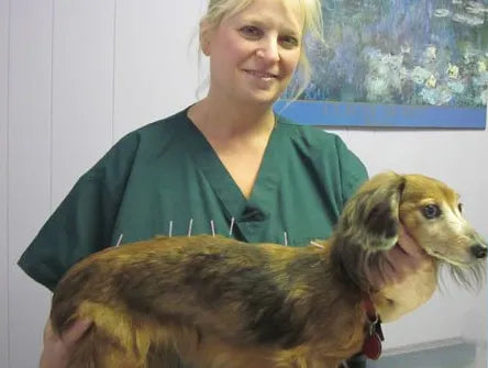 Low-Cost Vaccination Clinic — Performed by Dr. Sara Winikoff, Rockland Holistic Veterinary Care