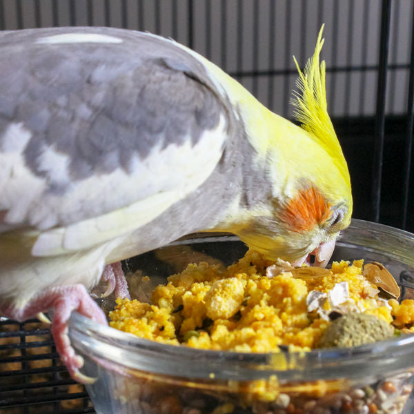 1.1lb Quiko Classic Egg Food Supplement