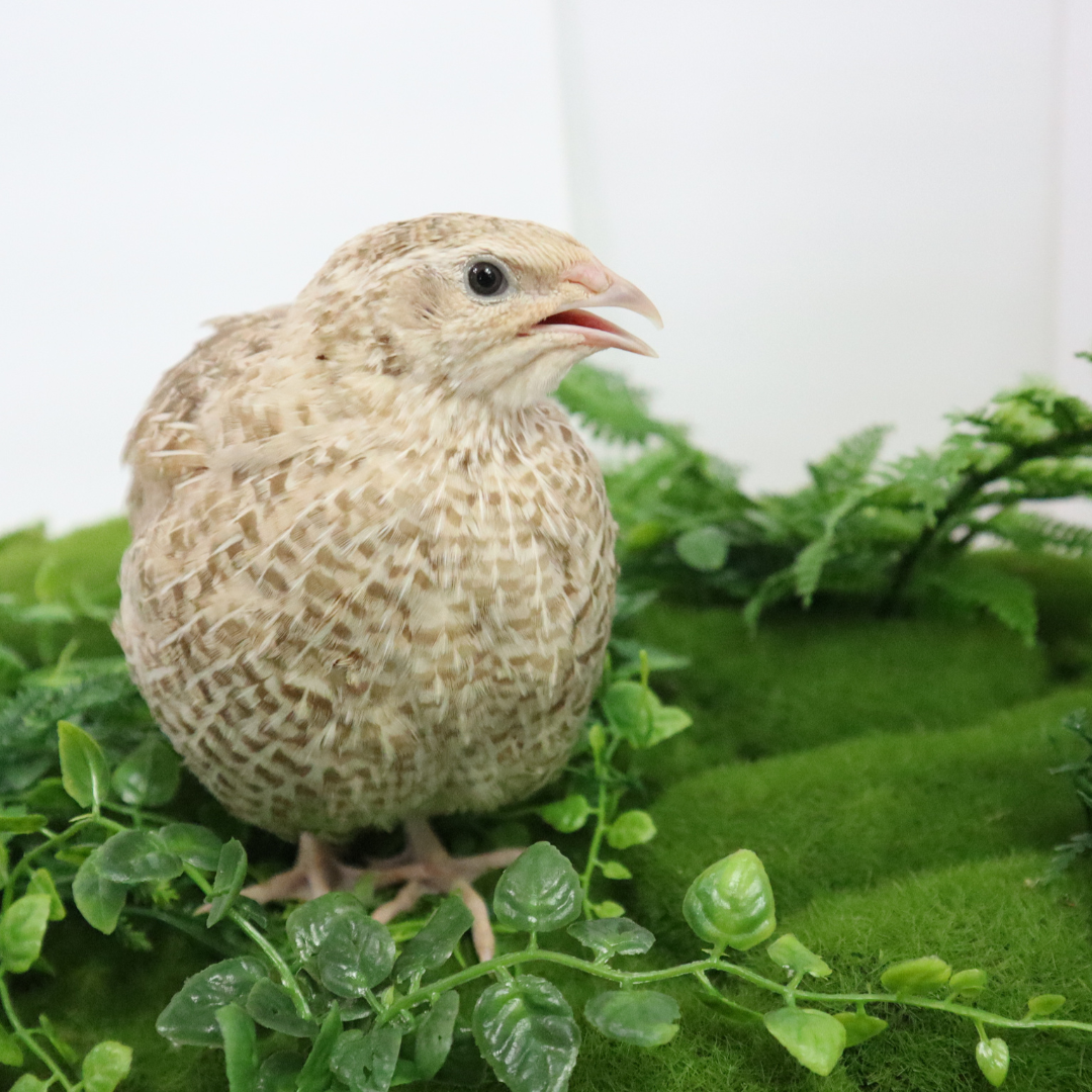 Fertile Quail Eggs – Choose Your Variety