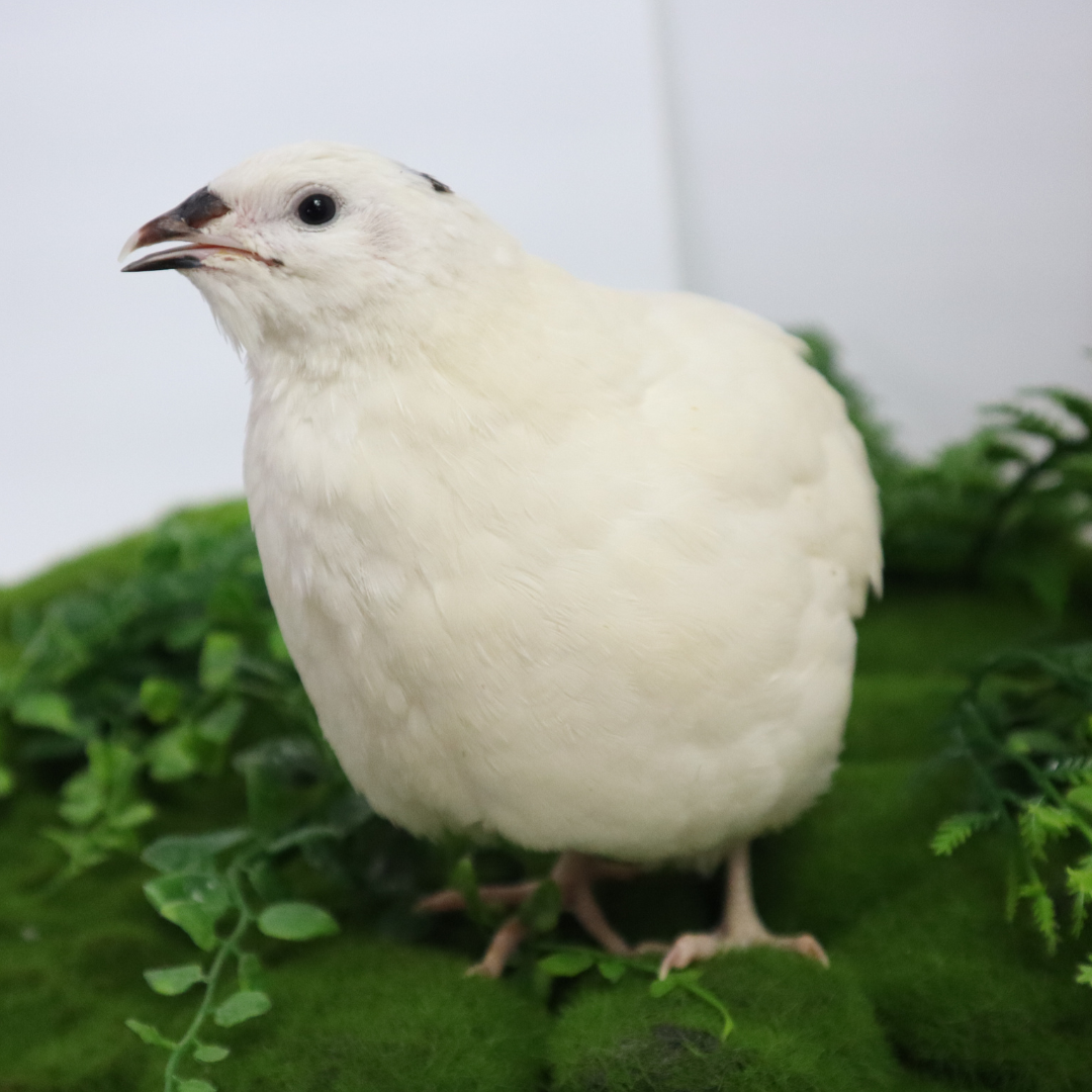 Jumbo White Coturnix Hatching Eggs - Premium Quail Eggs for Hatching - Perfect for Homesteaders, Breeders, Hobbyists - Freshly Collected for High Hatch Rates