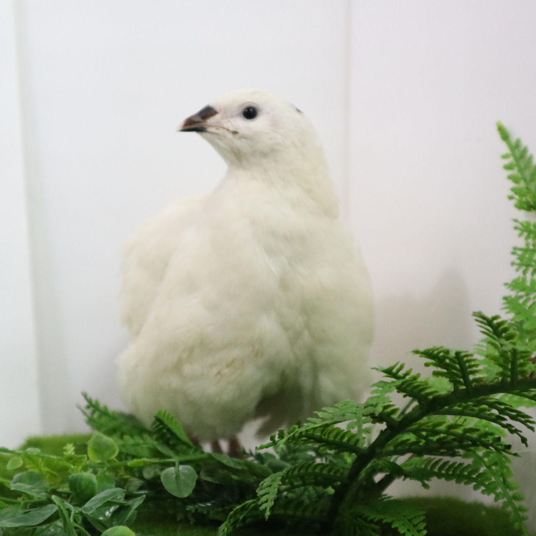 Fertile Quail Eggs – Choose Your Variety