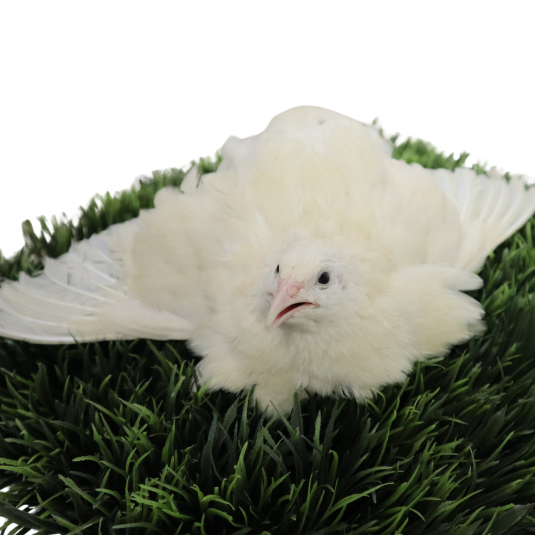 Jumbo White Coturnix Hatching Eggs - Premium Quail Eggs for Hatching - Perfect for Homesteaders, Breeders, Hobbyists - Freshly Collected for High Hatch Rates (Copy)