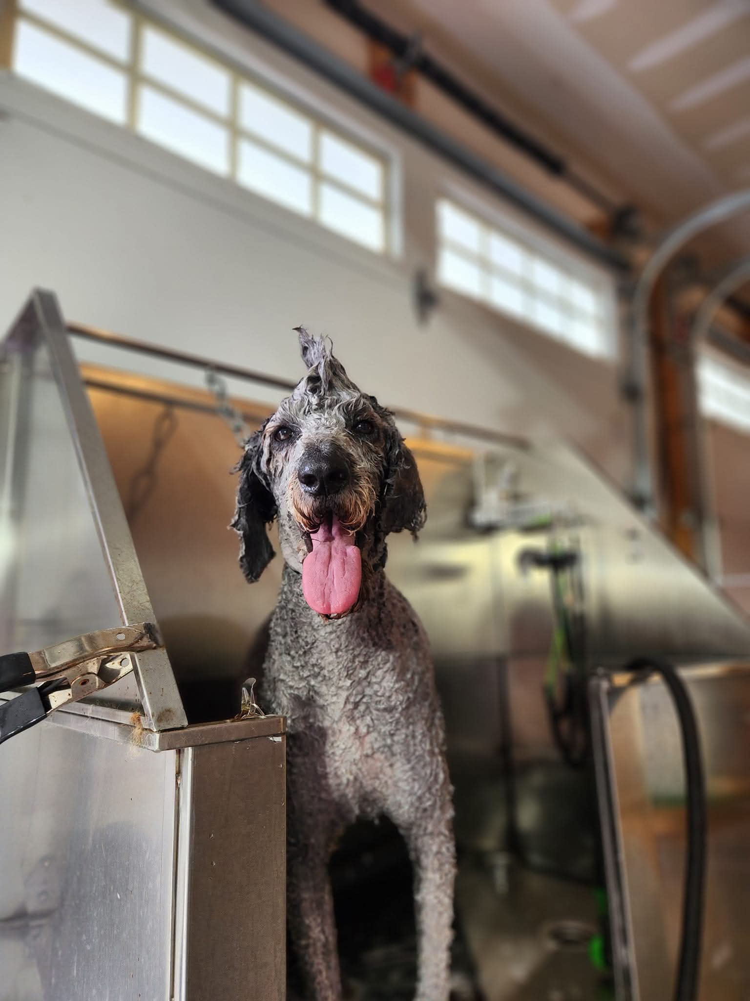 Pawfectly Pampered Pup Bath & Brush