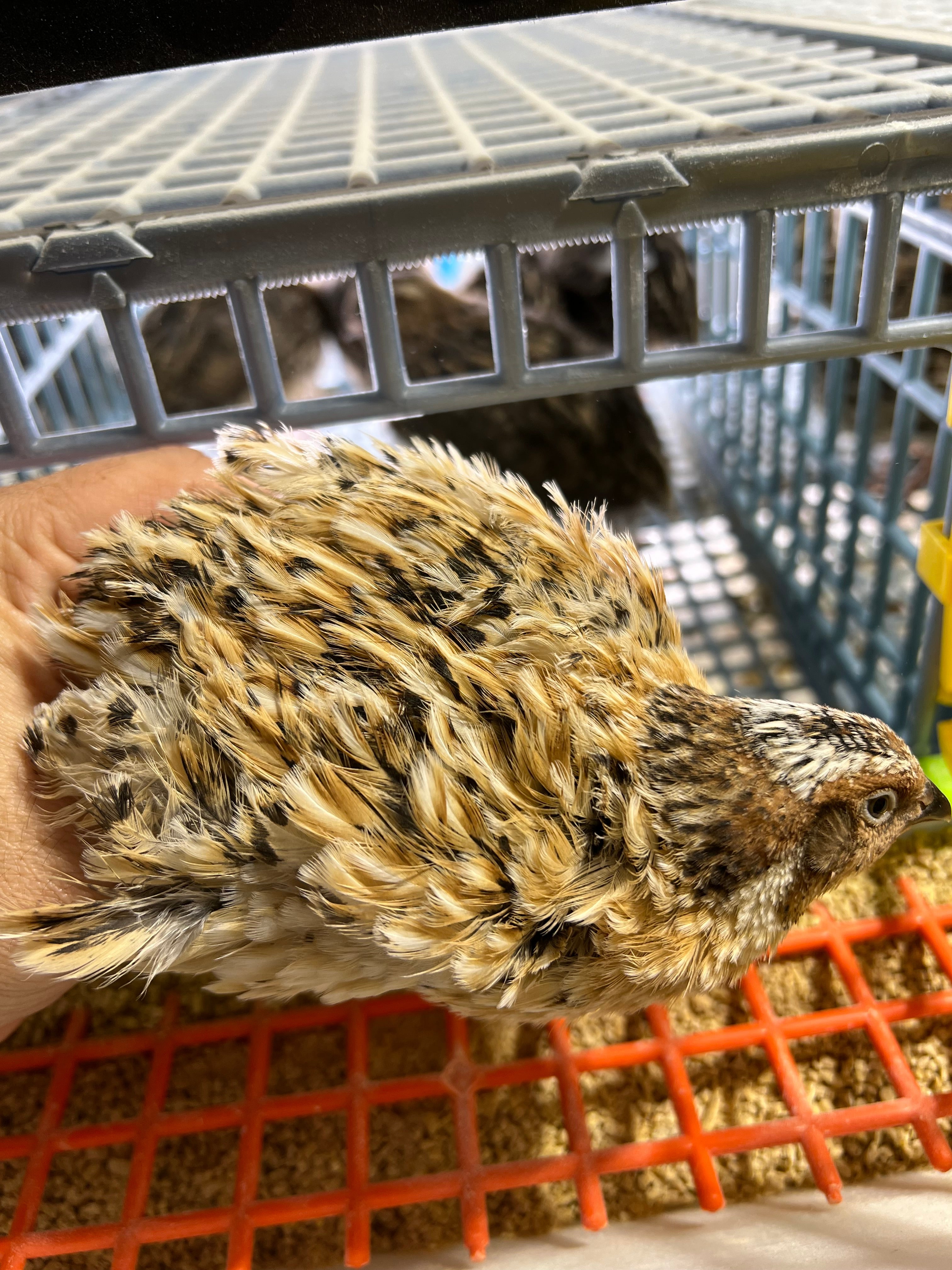 Jumbo Italian Quail Hatching Eggs