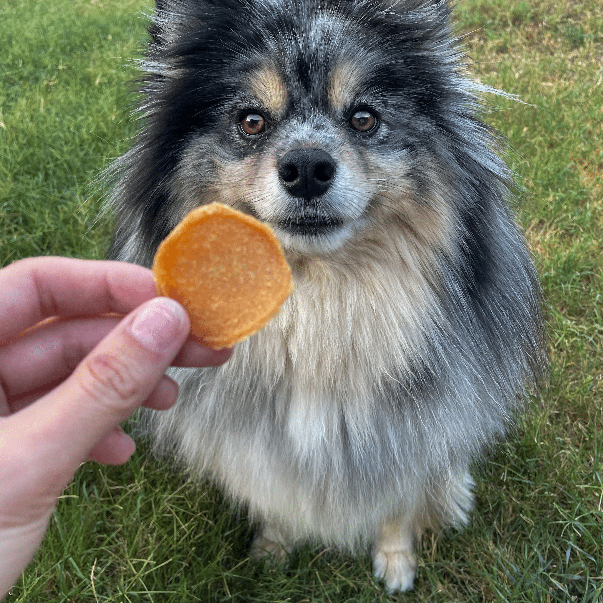 Chicago Chicken Chips for Dogs