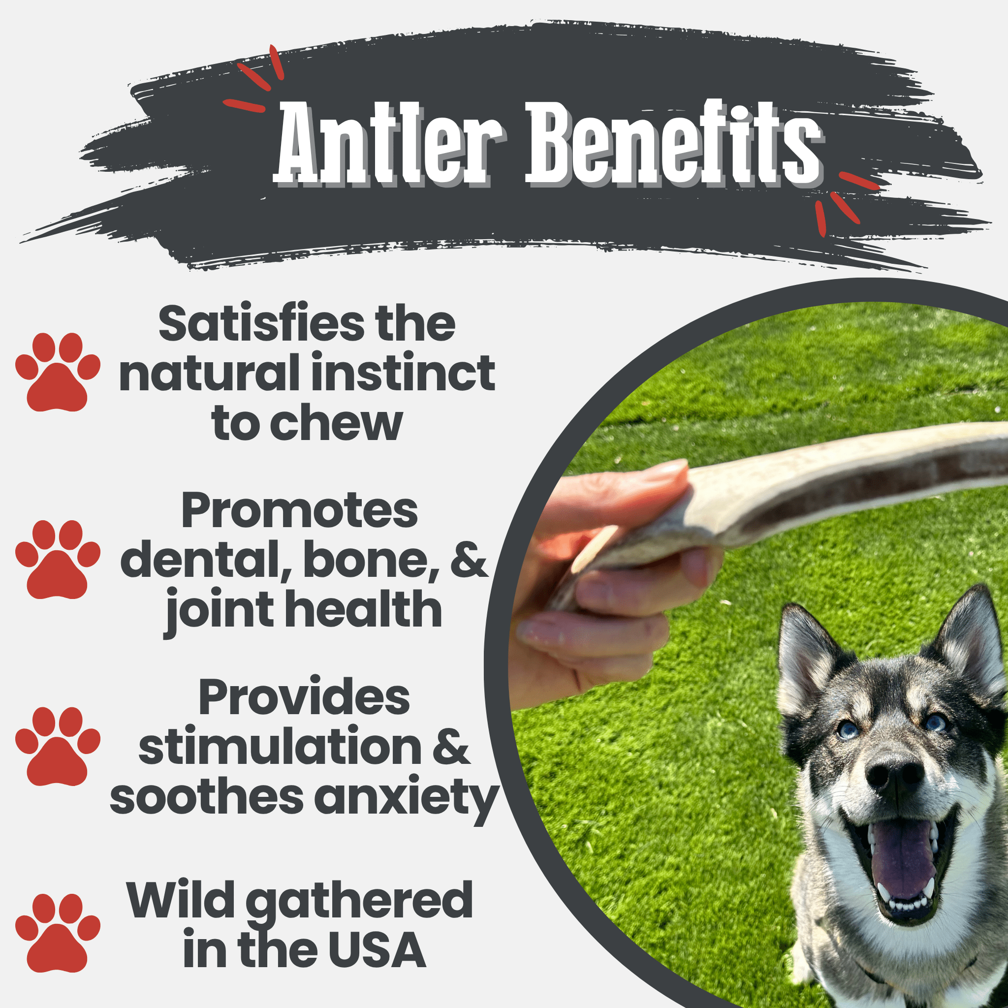 Reindeer Antler Dog Chews | Organic Chews for Dogs