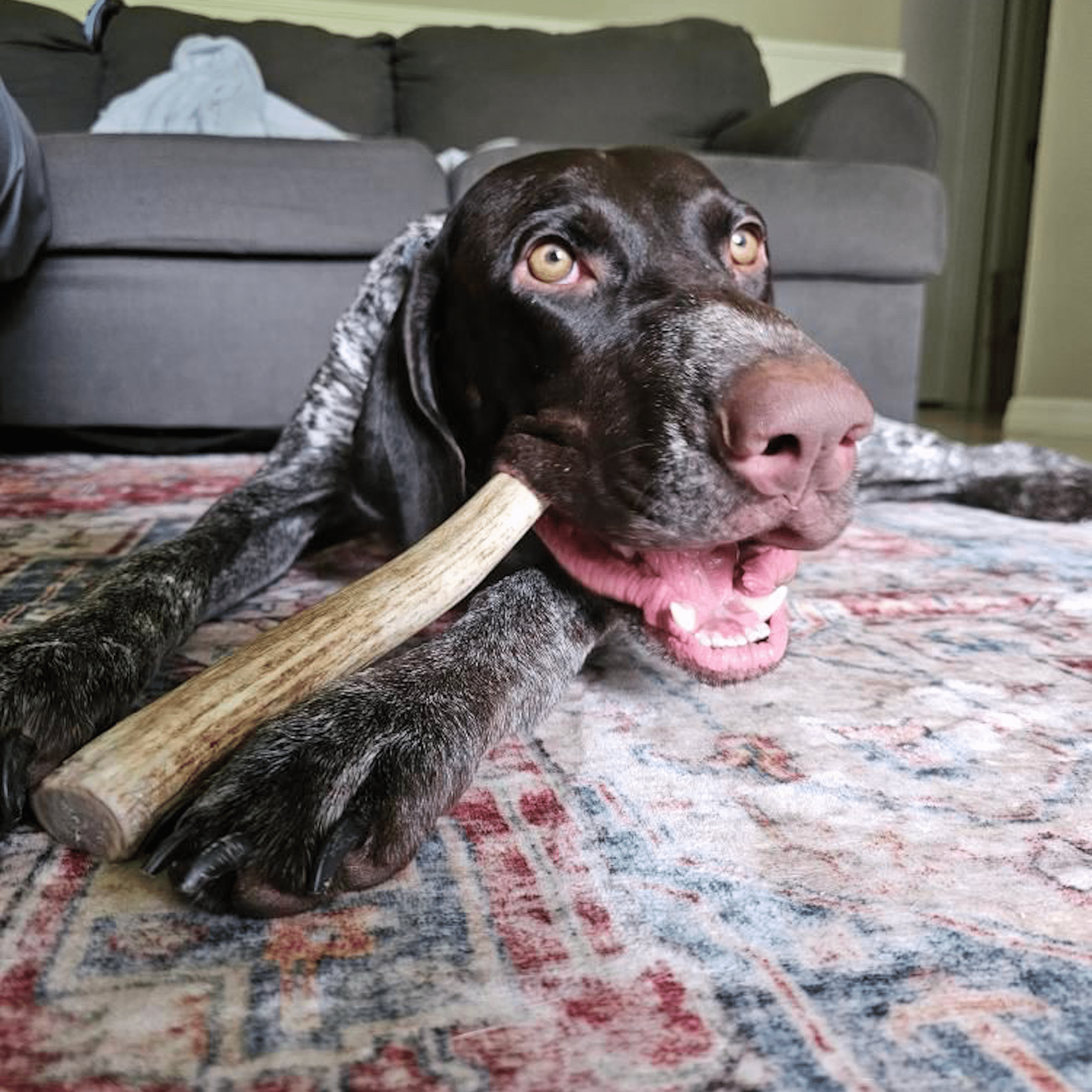 Reindeer Antler Dog Chews | Organic Chews for Dogs