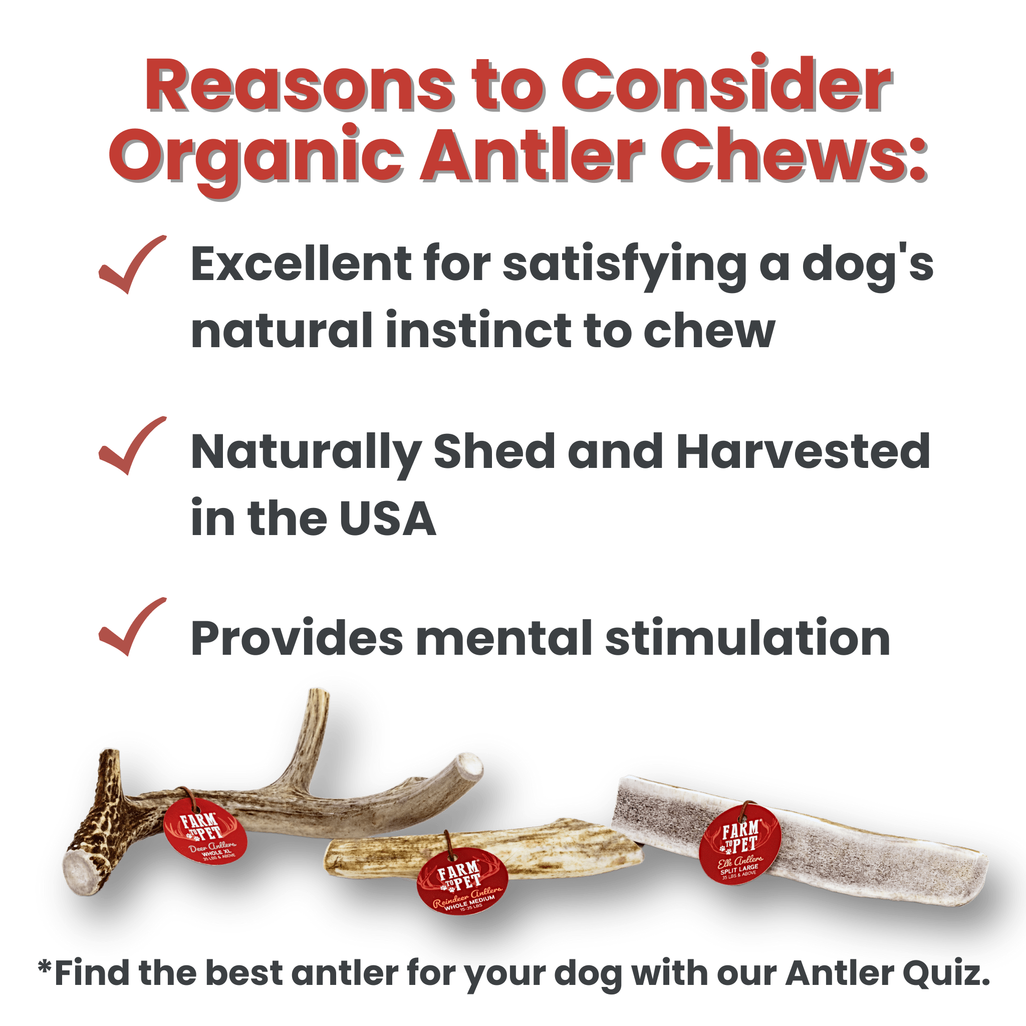 Whole Reindeer Antlers for Dogs | Antler Dog Chews for Aggressive Chewers