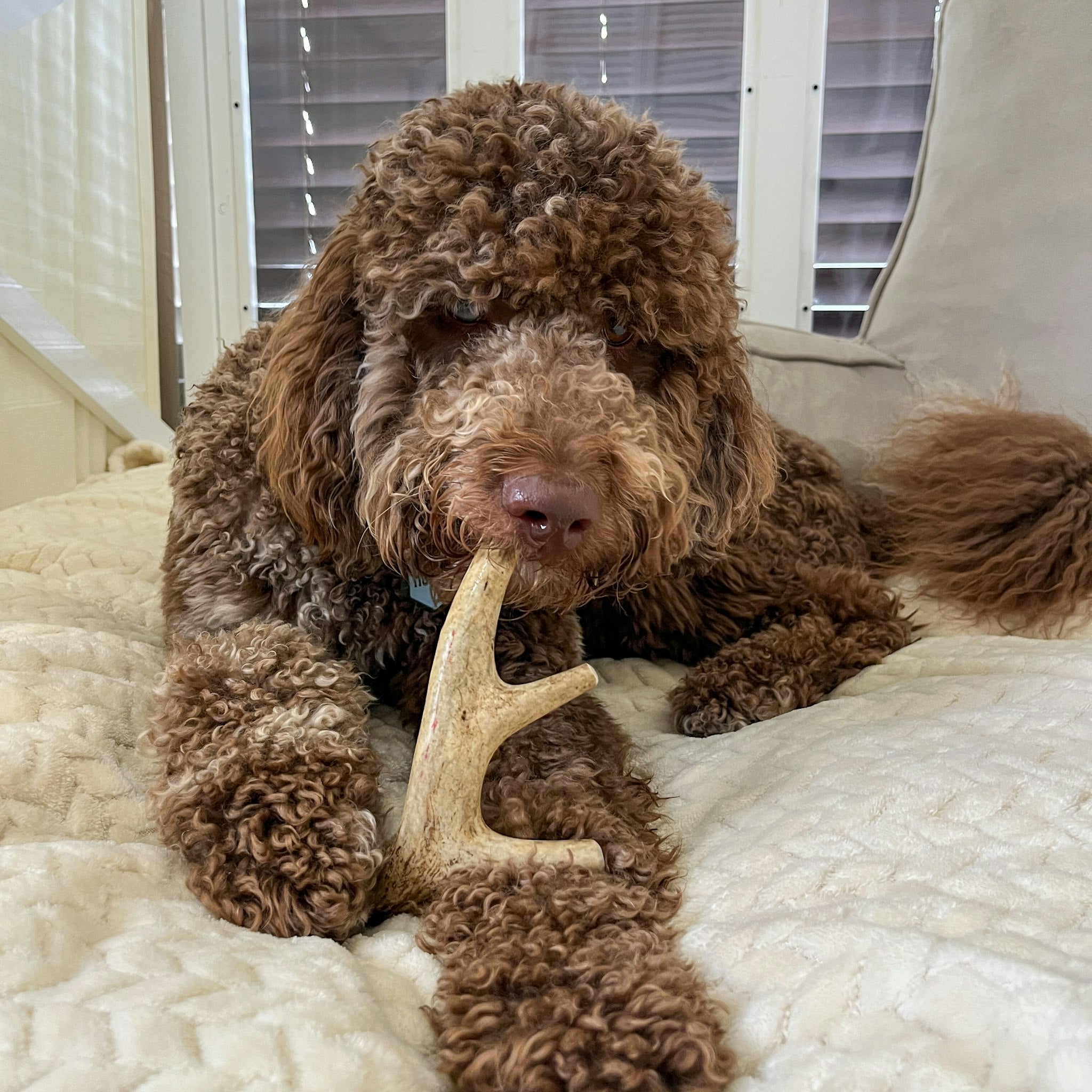 Farm To Pet Deer Antlers for Dogs