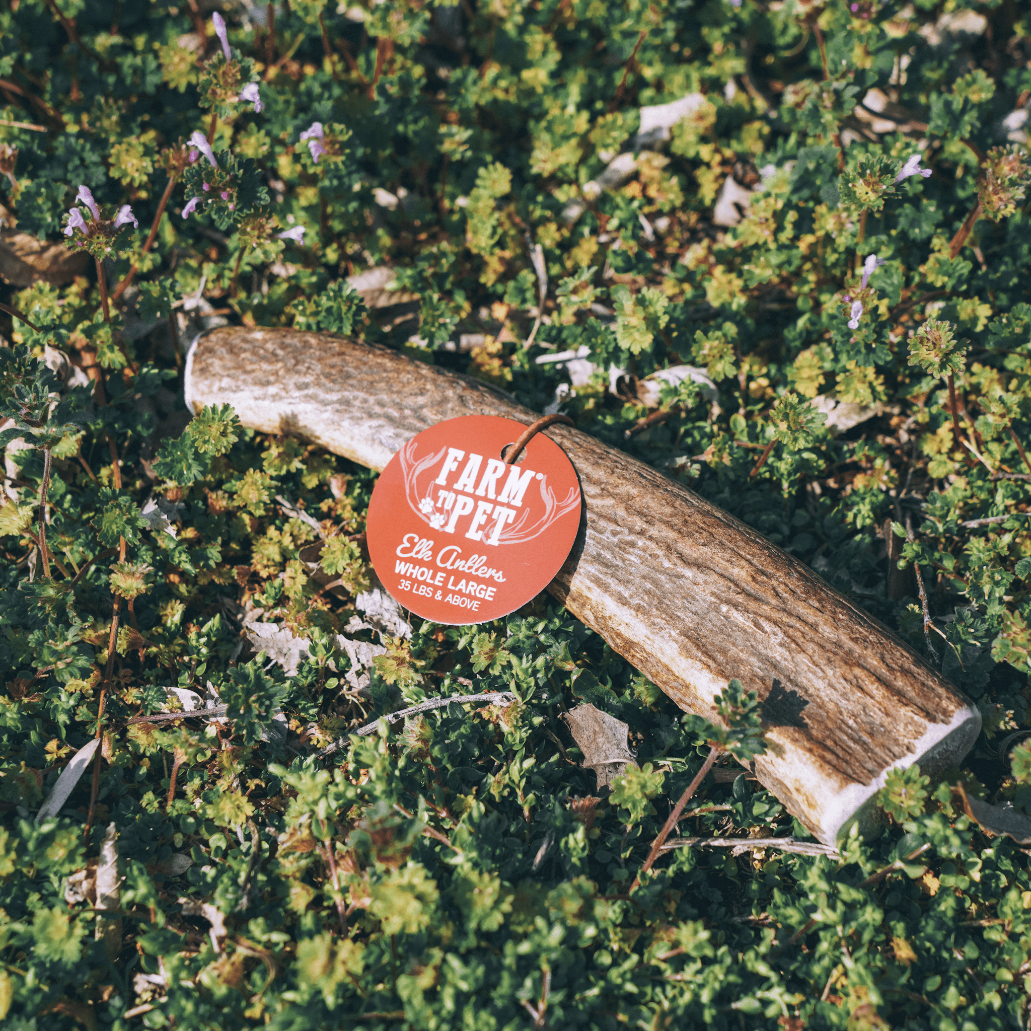 Whole Elk Antlers for Dogs | All-Natural Antler Dog Chews