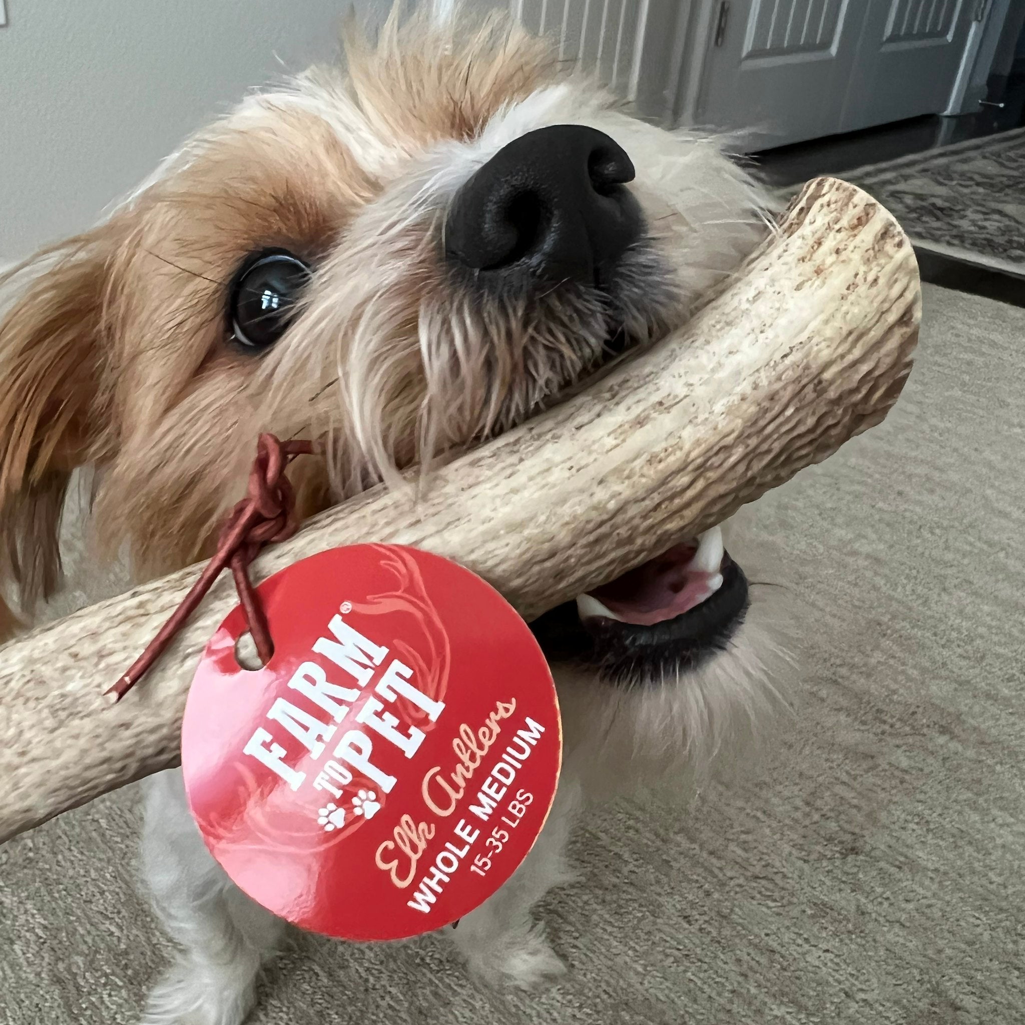 Whole Elk Antlers for Dogs | All-Natural Antler Dog Chews