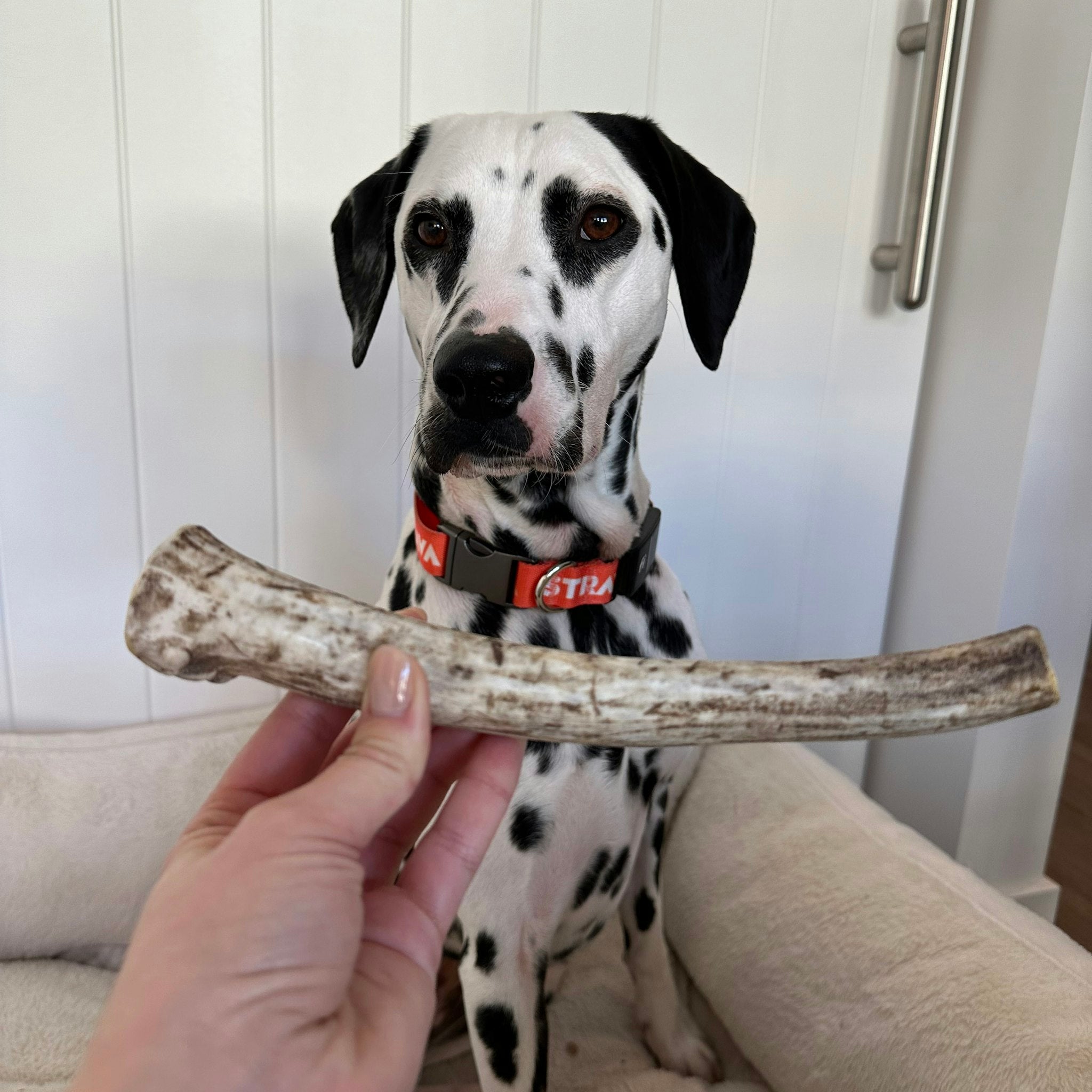 Whole Reindeer Antlers for Dogs | Antler Dog Chews for Aggressive Chewers
