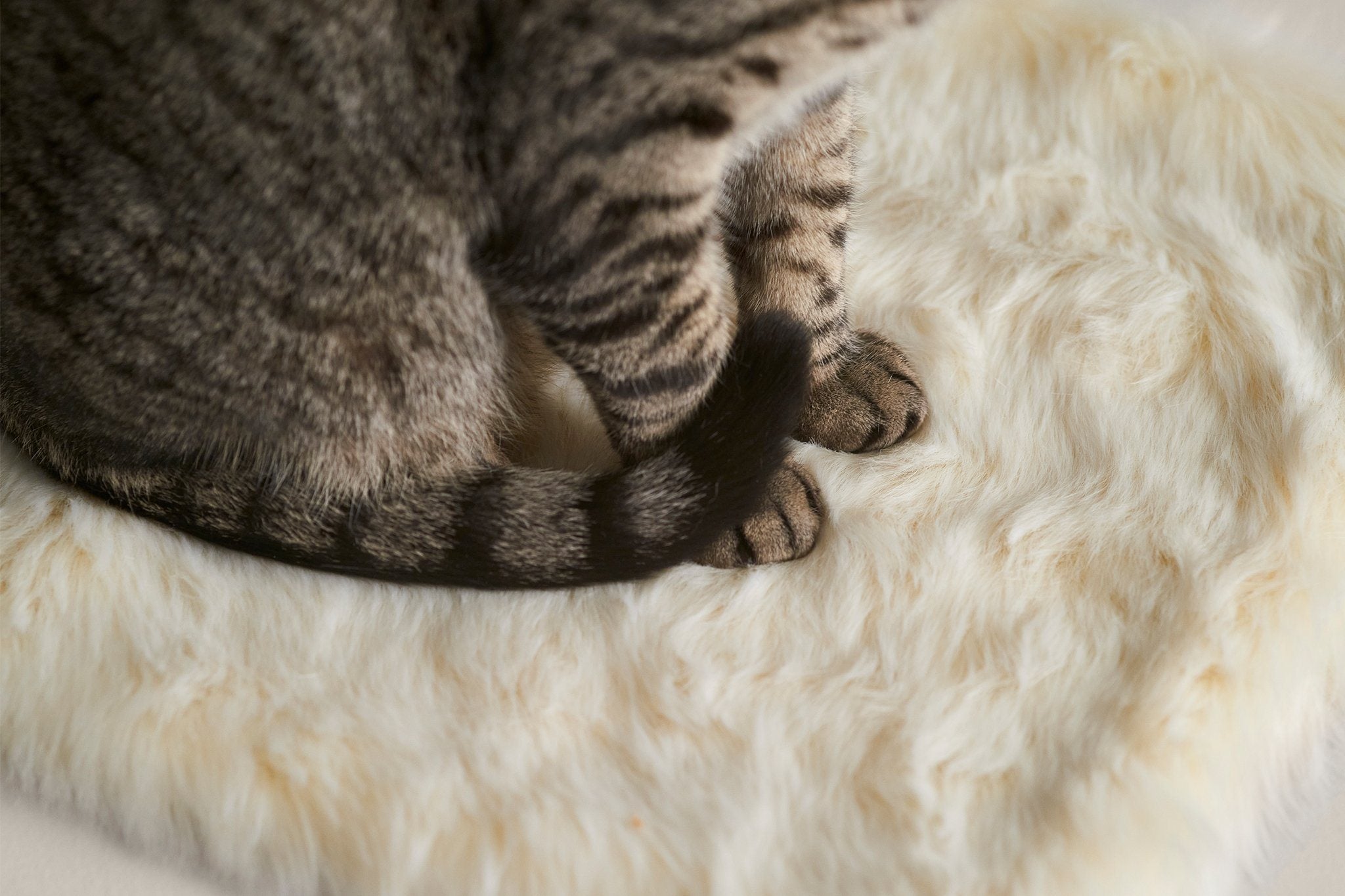 Floof Cat Blanket