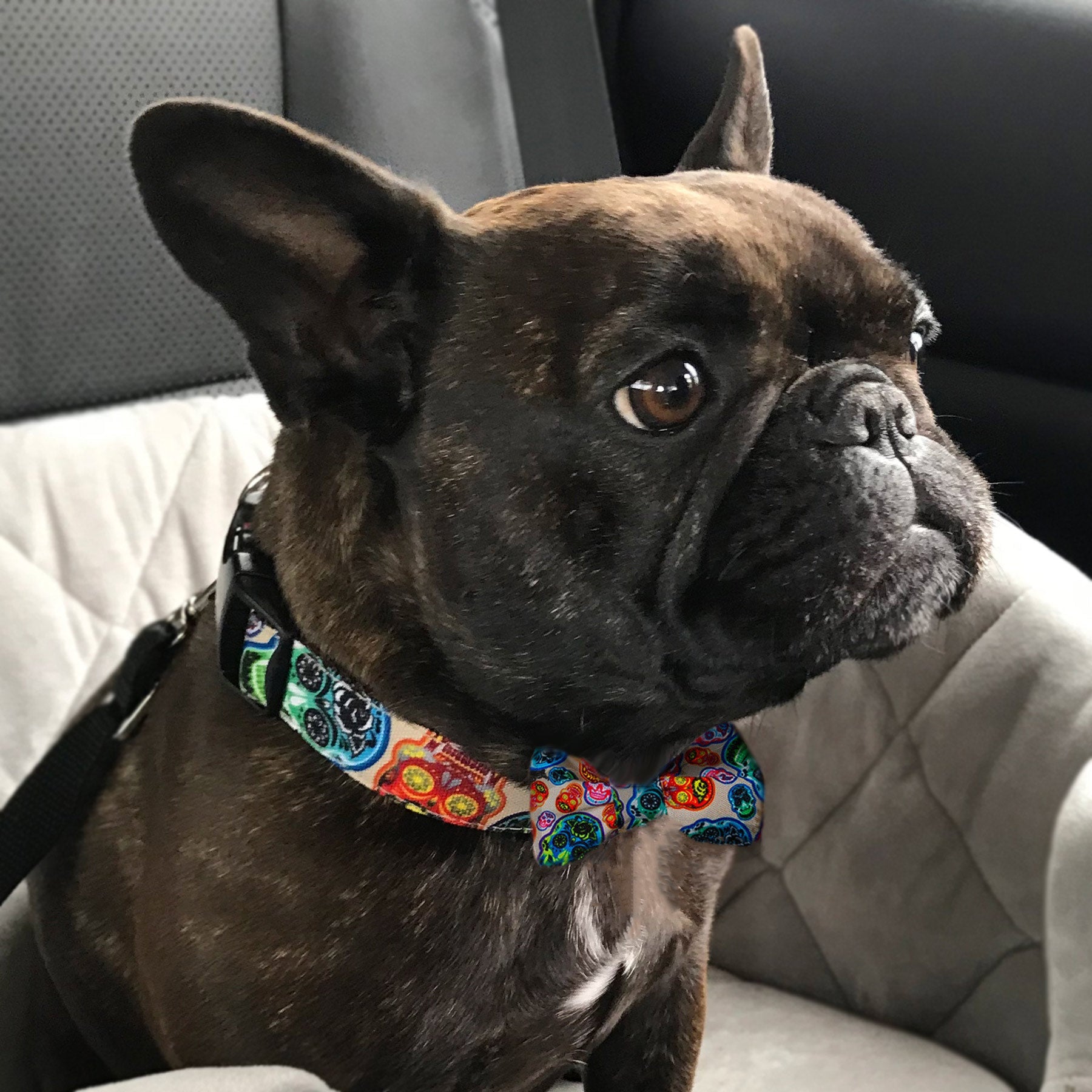 Day of the Dead - Dog Collars, Leads, and Bows