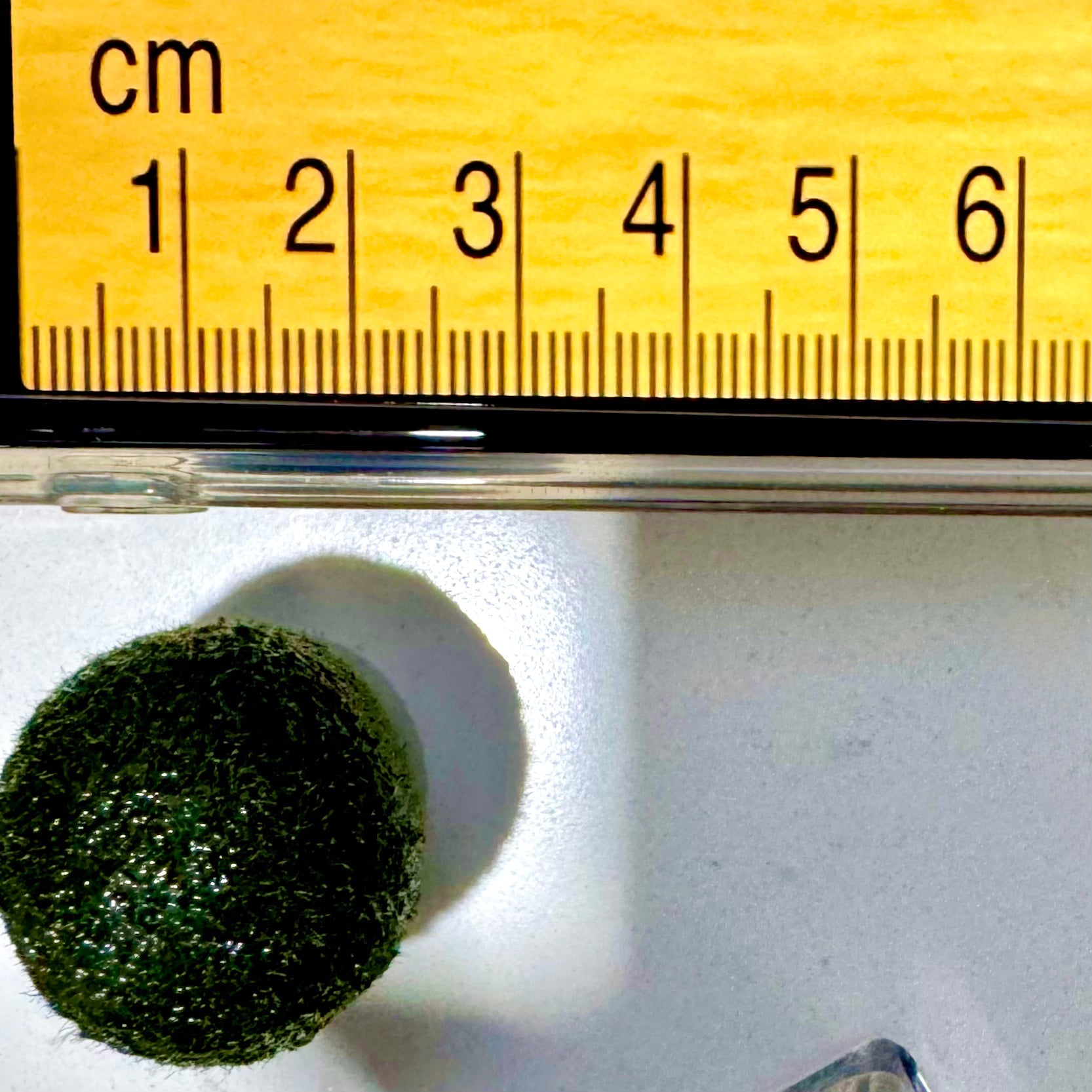 Sample Marimo Moss Balls For Aquarium Multiple Size - Kokedama Japanese Algae Ball