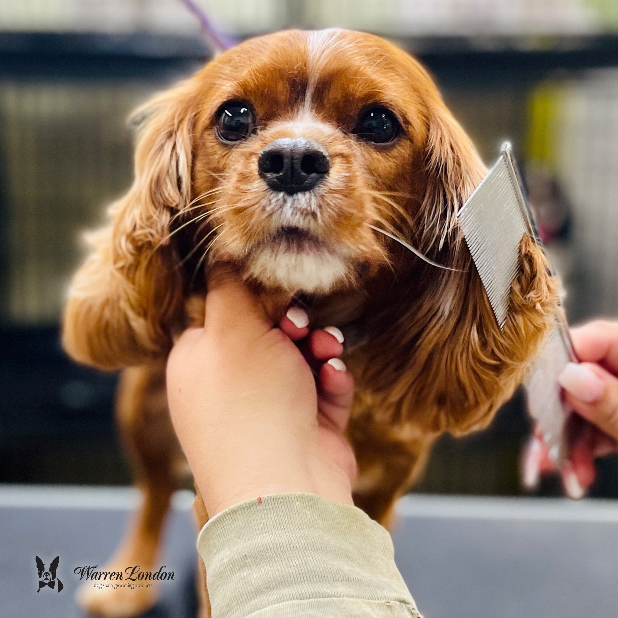 Groomer's Everyday Comb